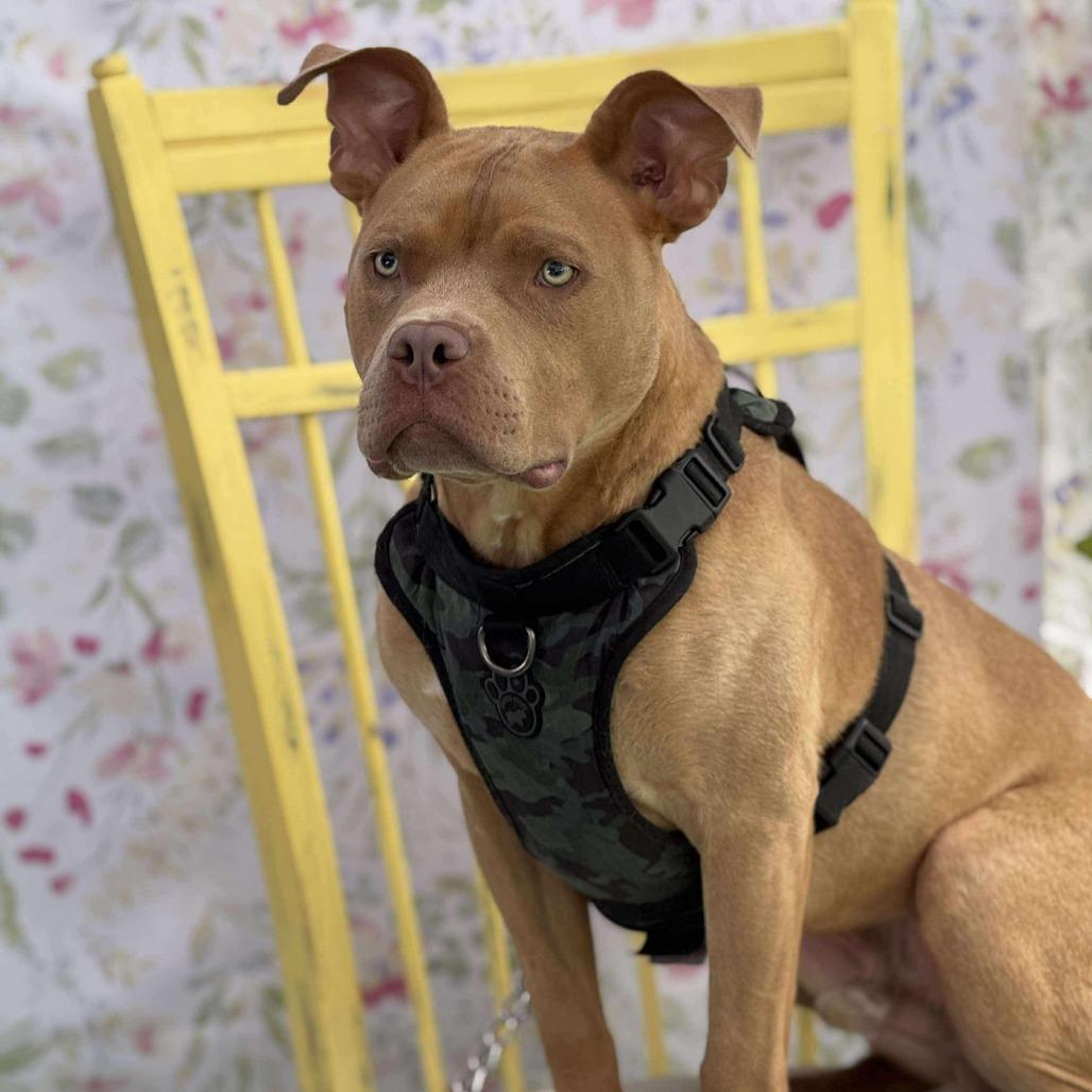 Sakti, Adoptable, Adult Male Pit Bull Terrier & Mixed Breed.