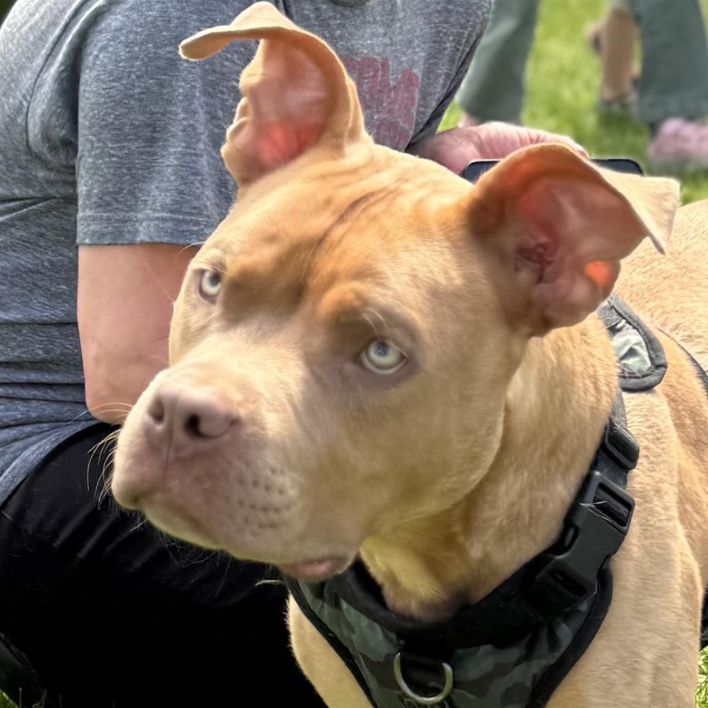 Enlarge Sakti, a Adoptable mixed breed in Benton City, WA image 4/4