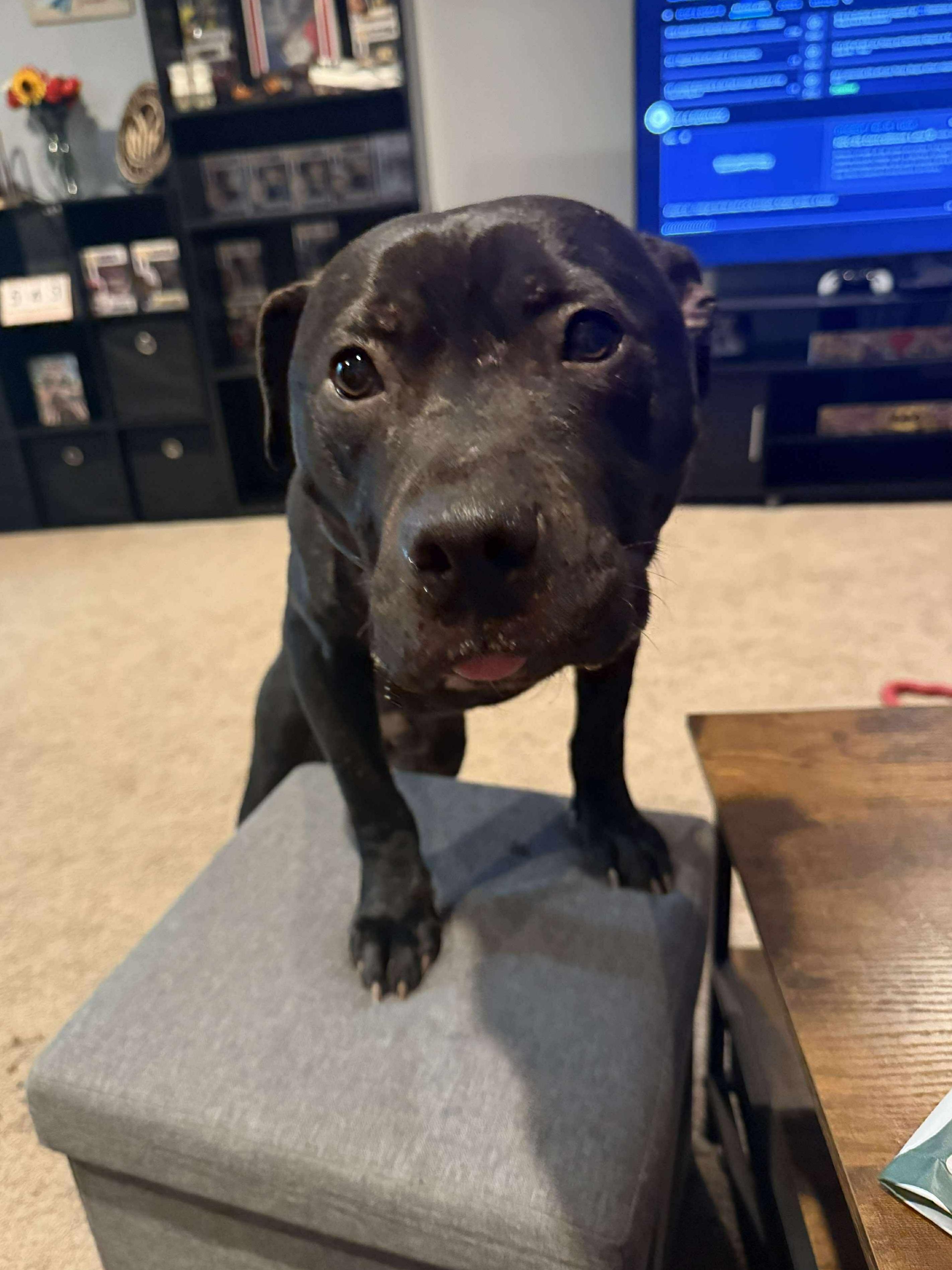 Enlarge Knight, a ADOPTABLE Mixed Breed in Rochester , NY image 2/5