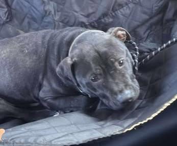 Enlarge Knight, a ADOPTABLE Mixed Breed in Rochester , NY image 4/5