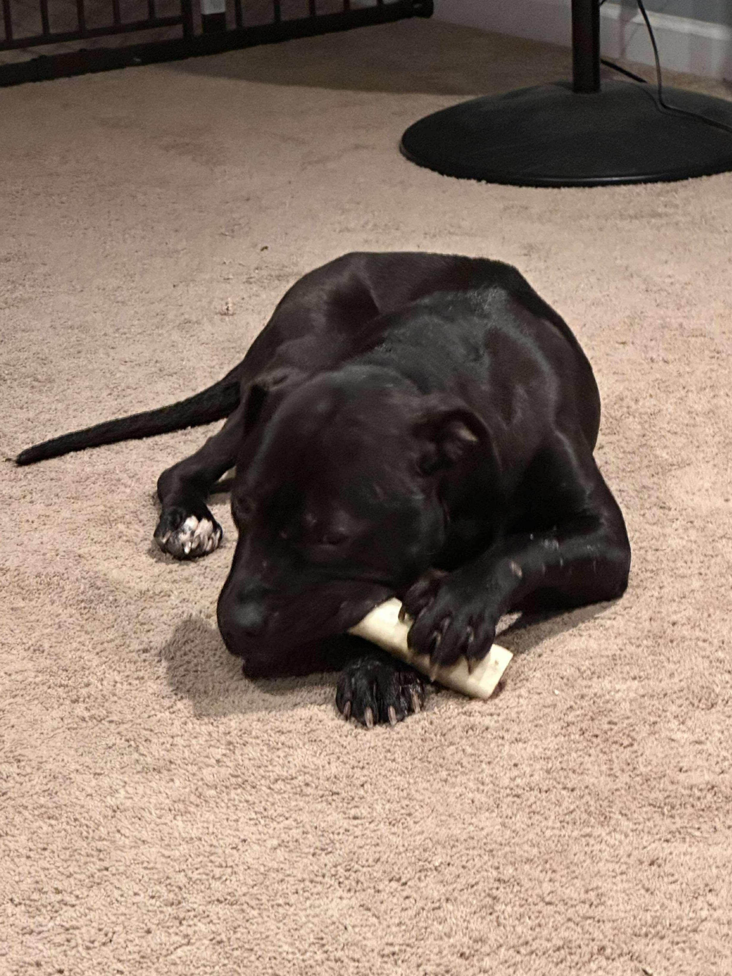 Enlarge Knight, a ADOPTABLE Mixed Breed in Rochester , NY image 5/5