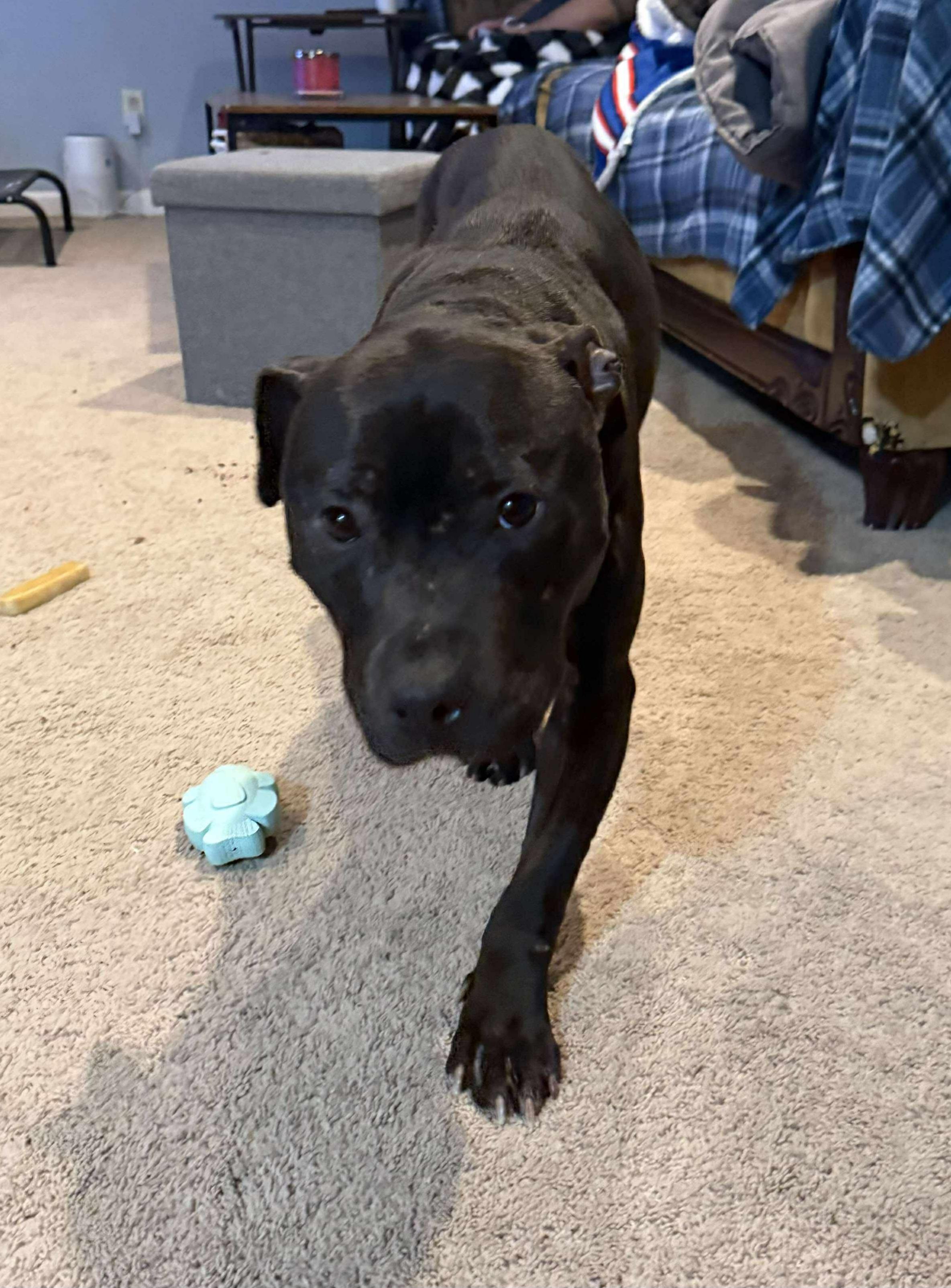 Enlarge Knight, a ADOPTABLE Mixed Breed in Rochester , NY image 3/5