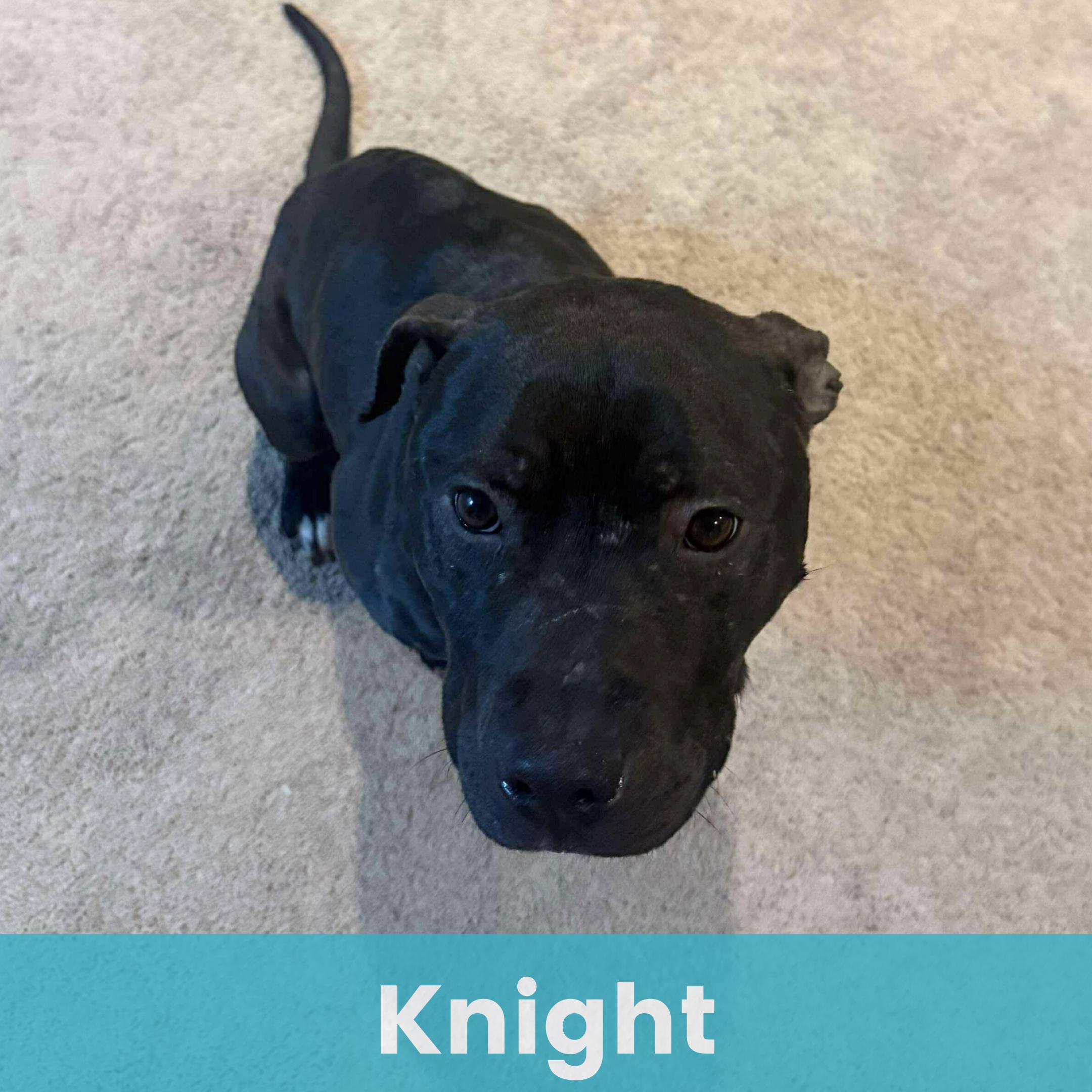 Knight, ADOPTABLE, Adult Male Mixed Breed.