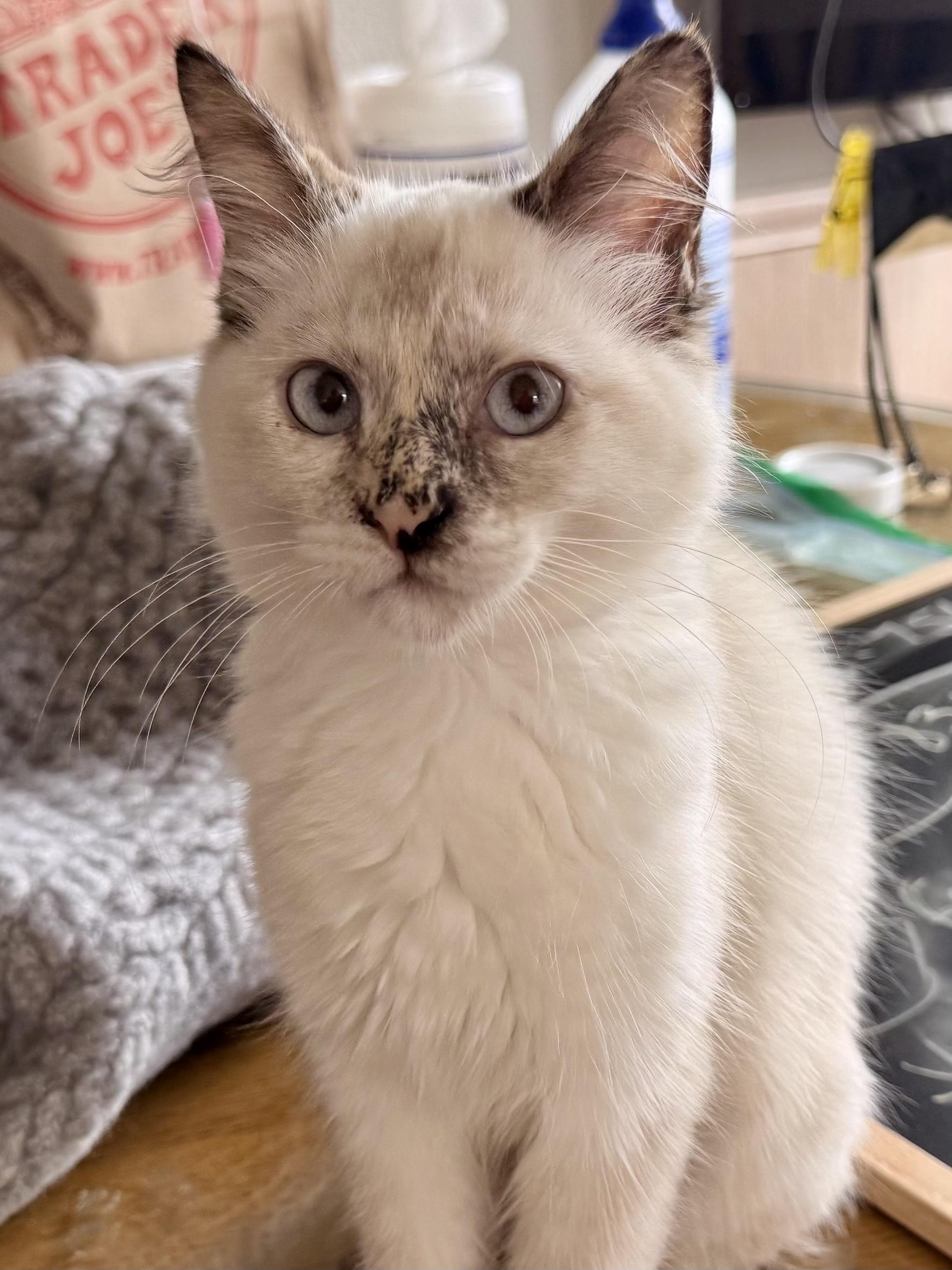 Chanel (bonded with Dior), Adoptable, Kitten Female Siamese.