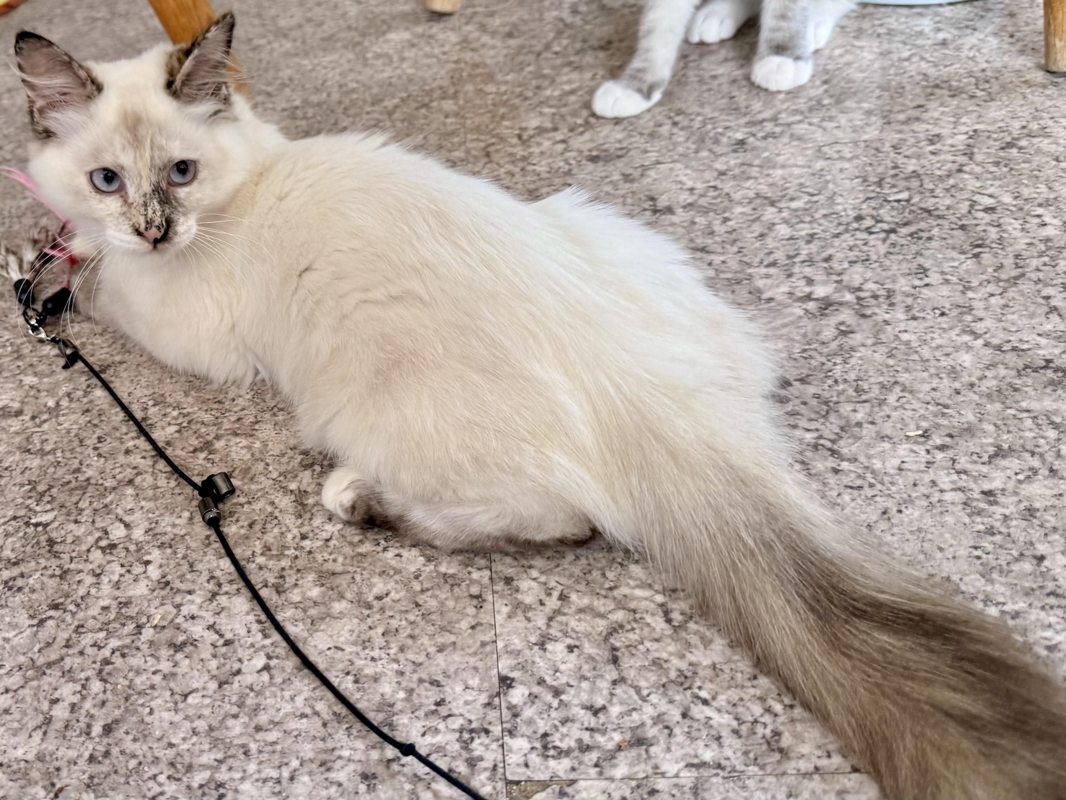 Enlarge Chanel (bonded with Dior), a Adoptable Siamese in San Francisco, CA image 2/3