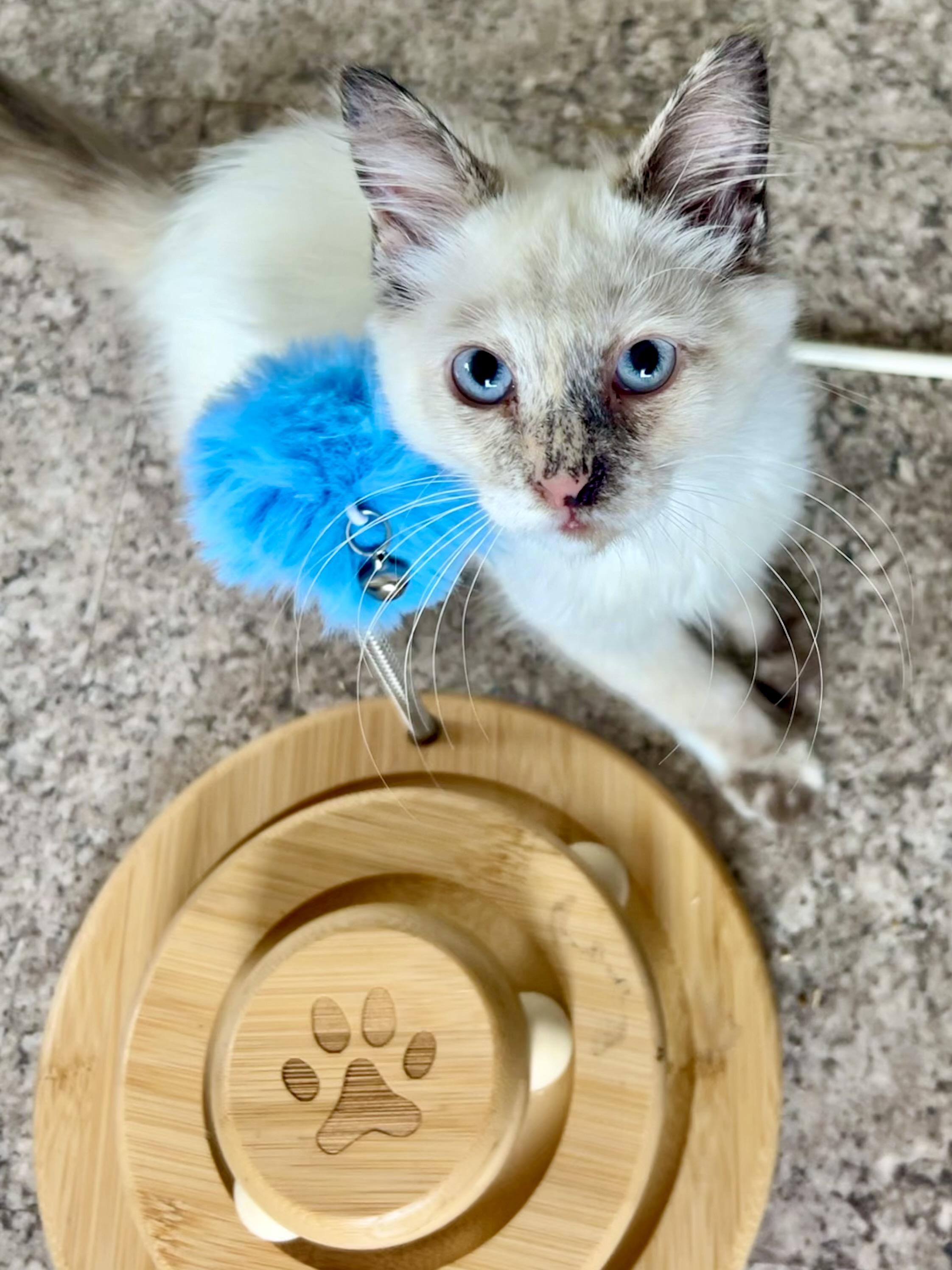 Enlarge Chanel (bonded with Dior), a Adoptable Siamese in San Francisco, CA image 3/3