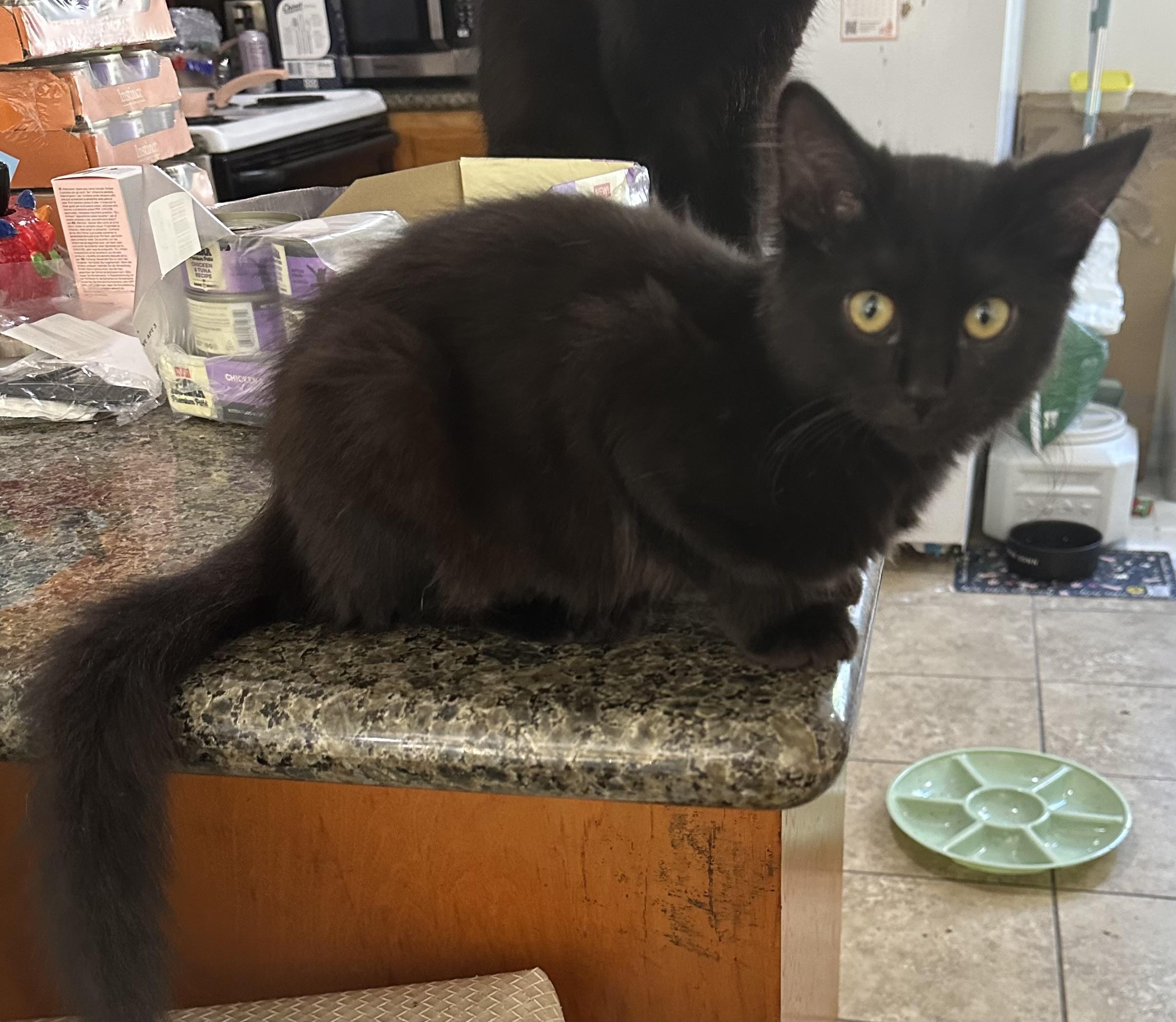 Enlarge Miss Piggy (Fozzy Bear), a Adoptable mixed breed in Davis, CA image 1/2