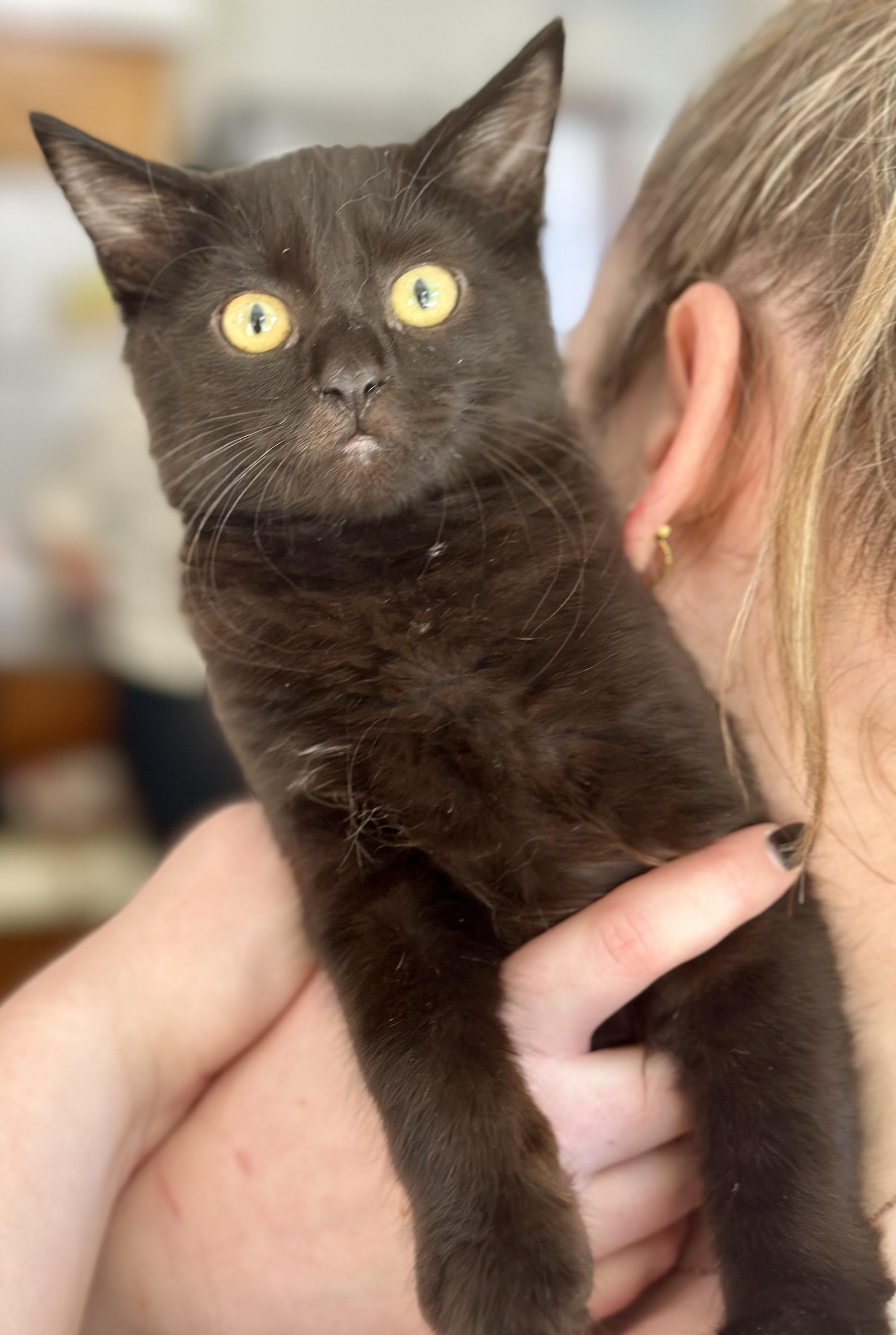 Enlarge Miss Piggy (Fozzy Bear), a Adoptable mixed breed in Davis, CA image 2/2