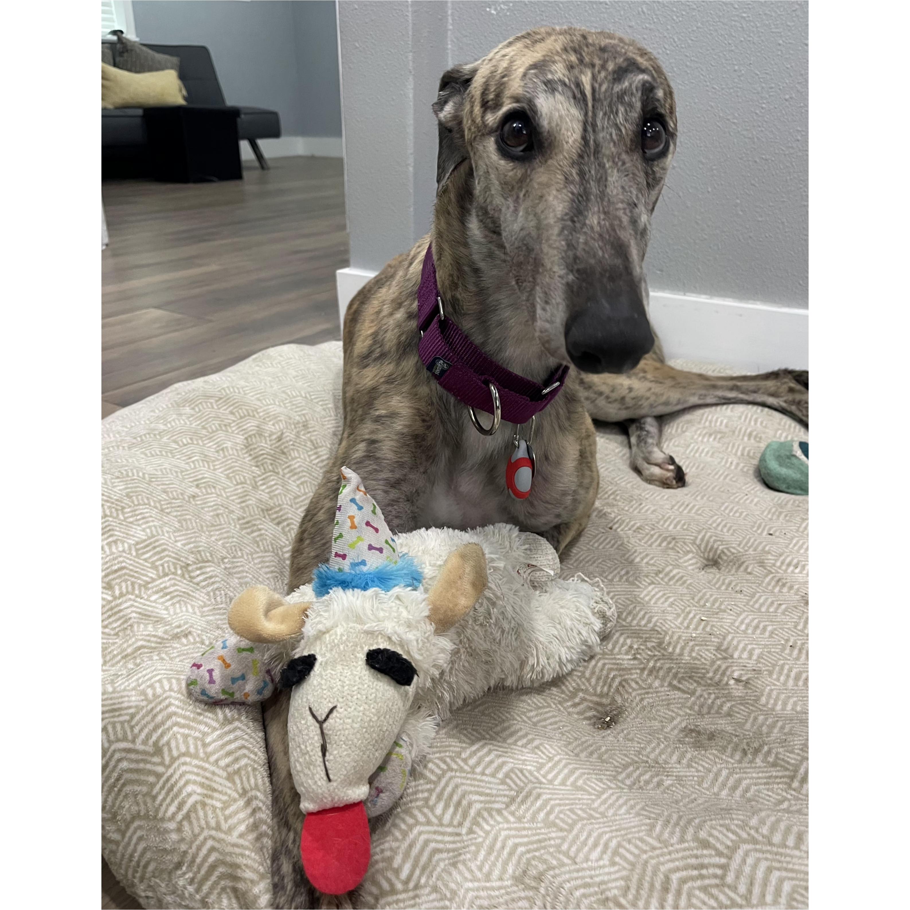Need To Not (Hunter), a Adoptable Greyhound in Tarpon Springs, FL image 1/6