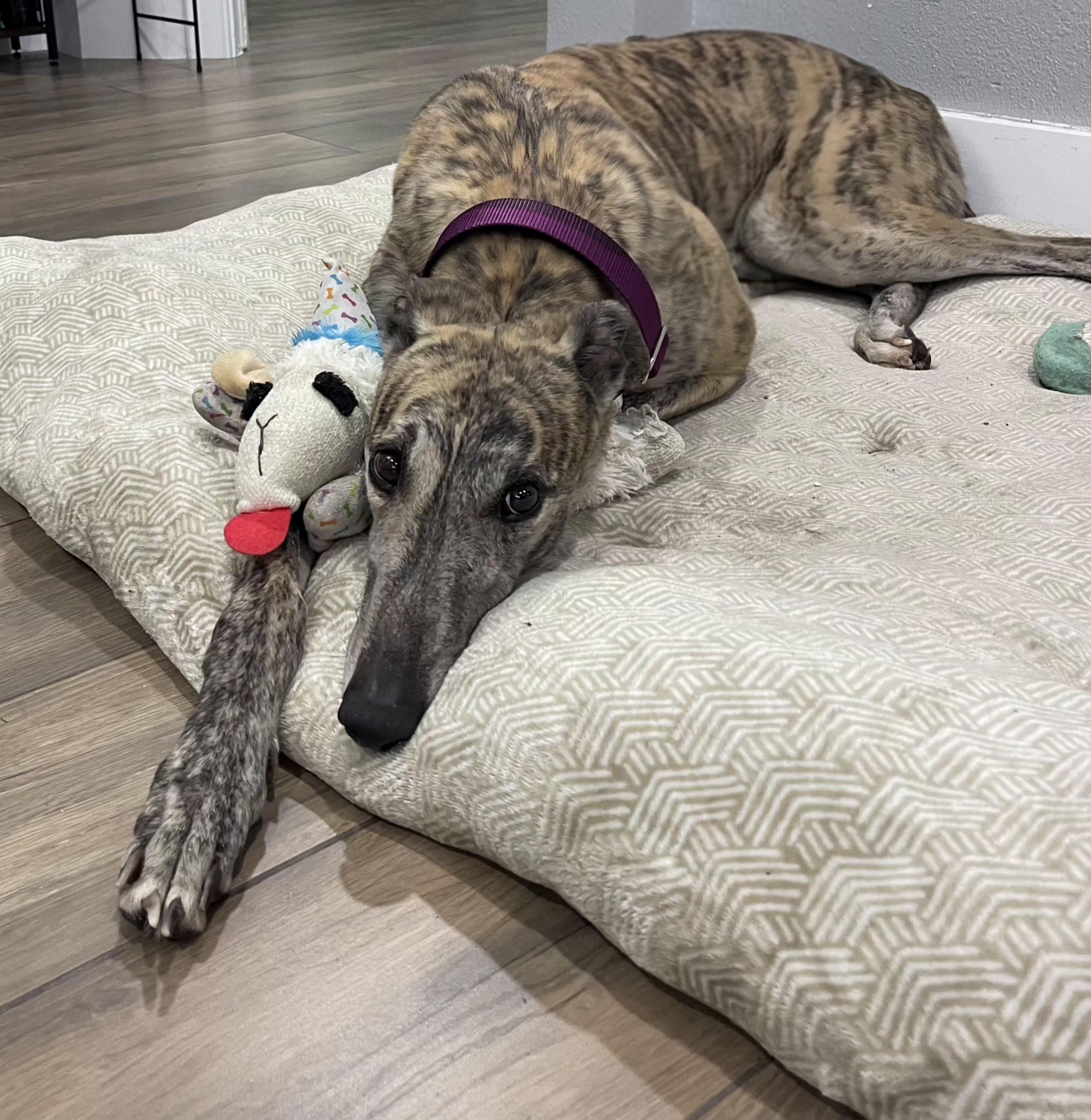Need To Not (Hunter), a Adoptable Greyhound in Tarpon Springs, FL image 2/6