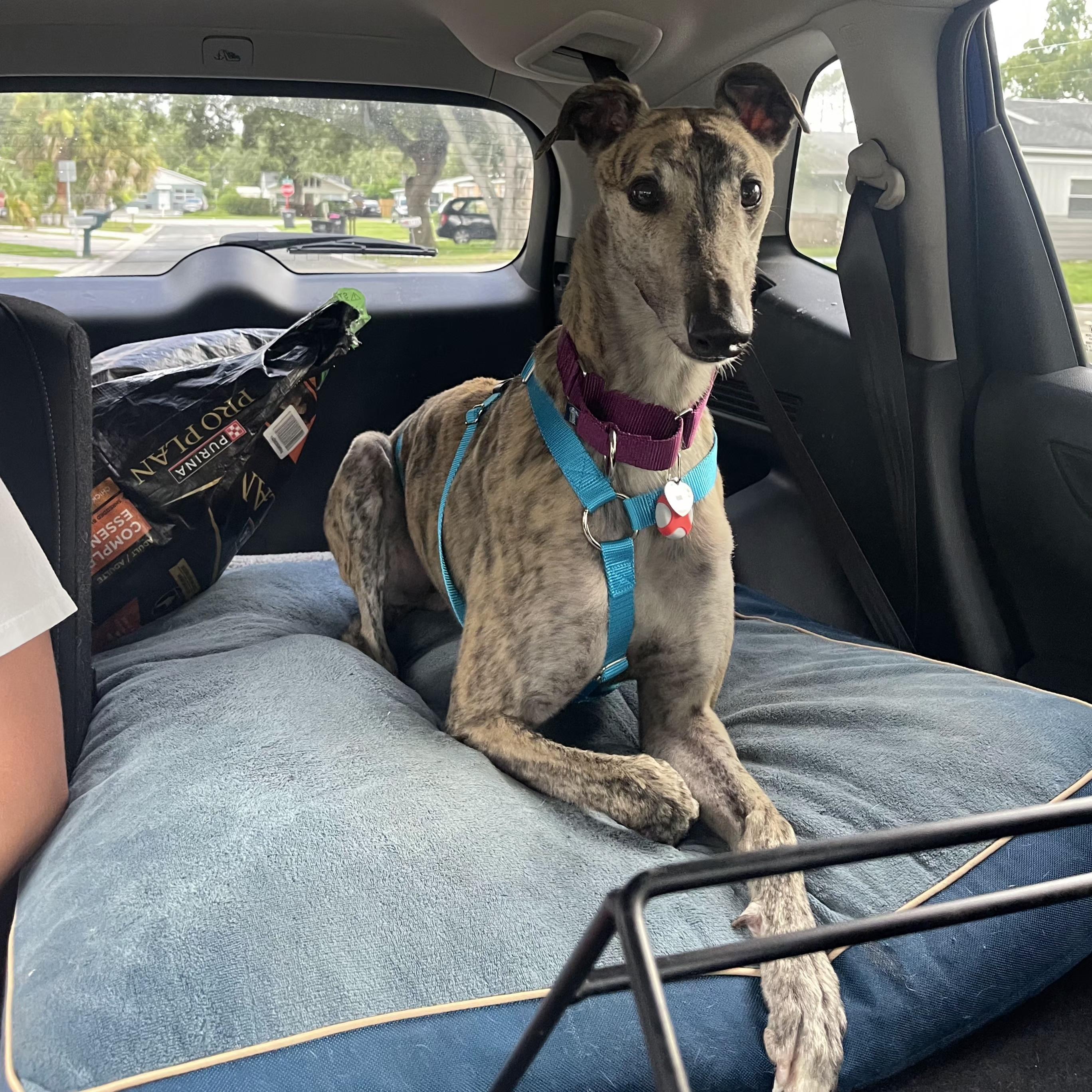 Need To Not (Hunter), a Adoptable Greyhound in Tarpon Springs, FL image 3/6