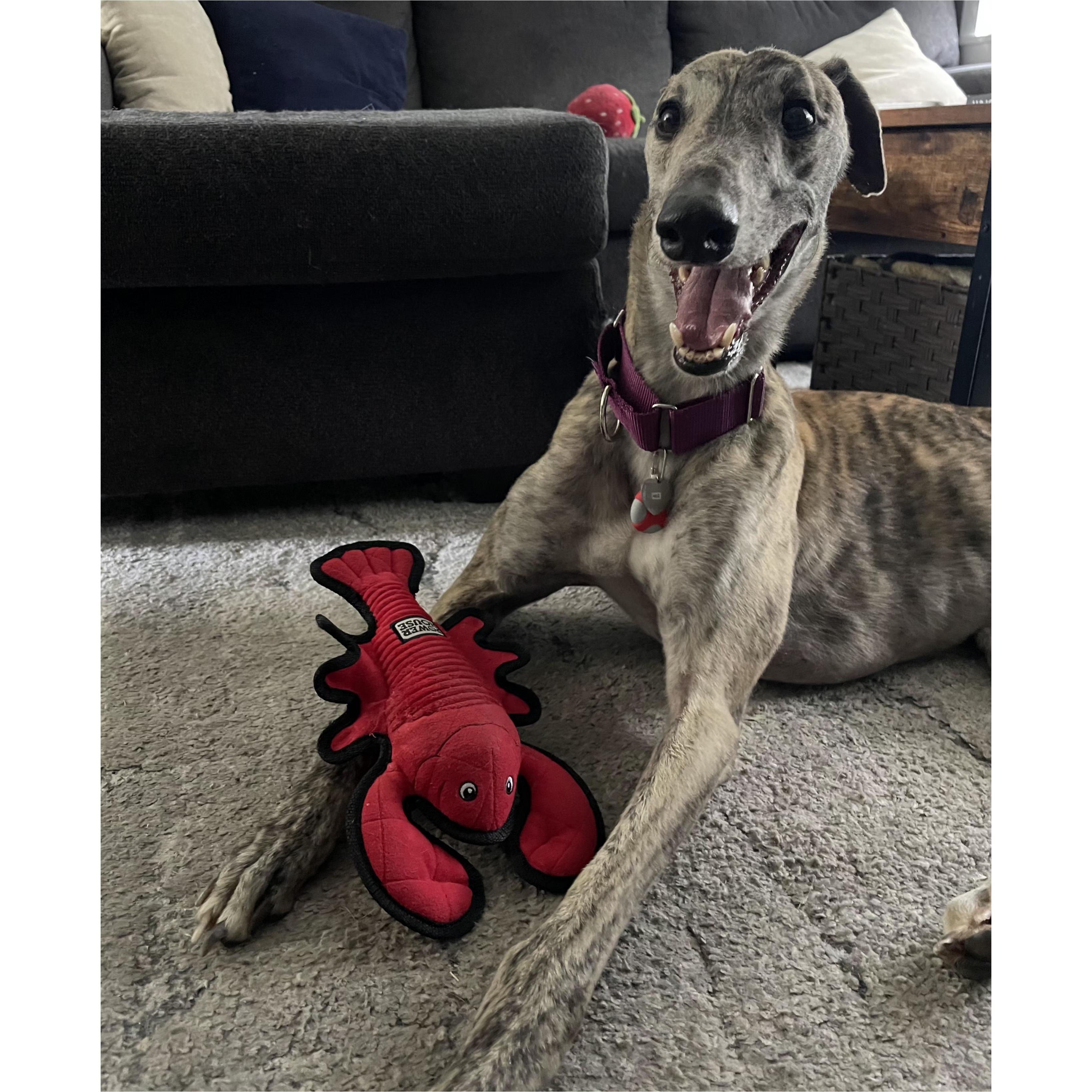 Need To Not (Hunter), a Adoptable Greyhound in Tarpon Springs, FL image 4/6