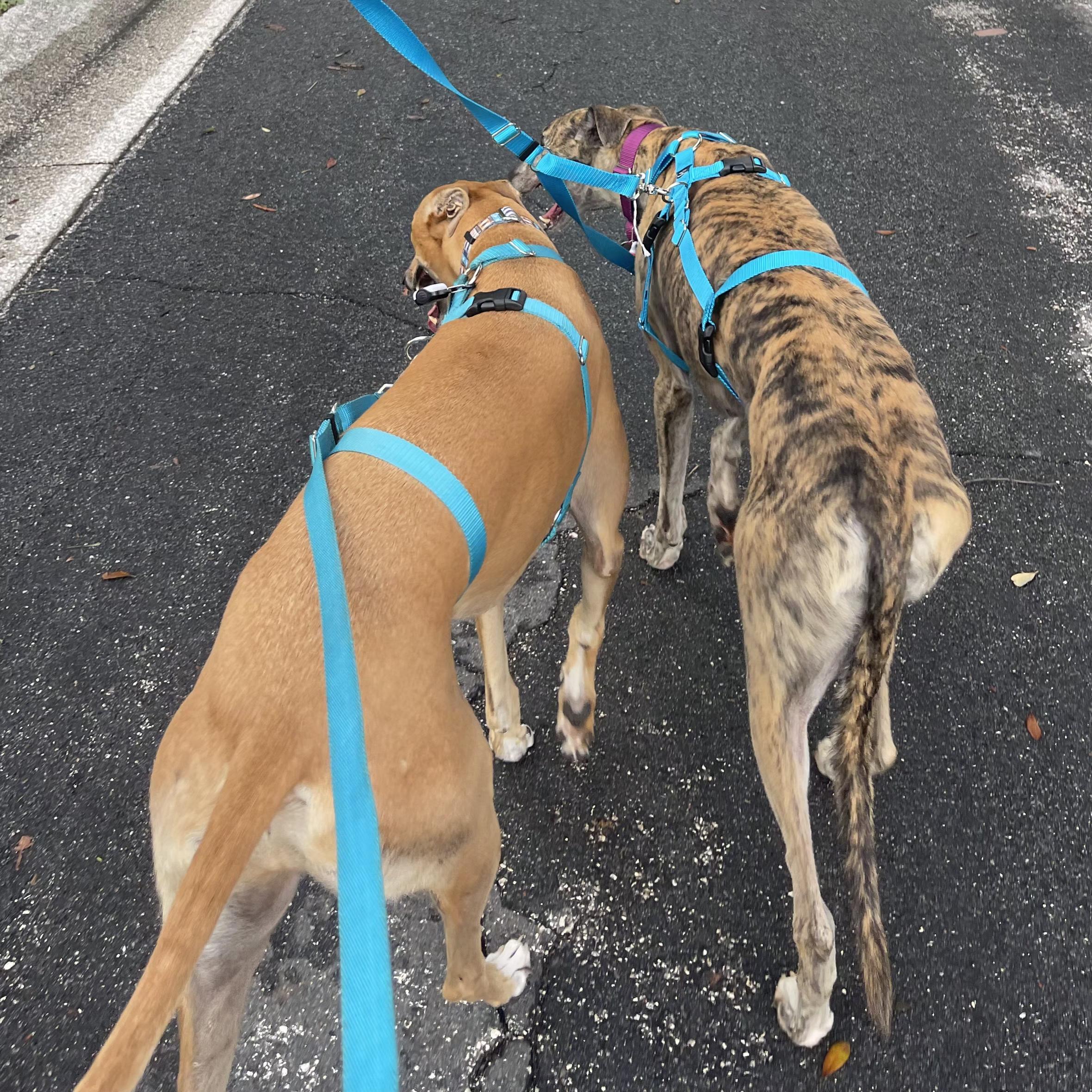 Need To Not (Hunter), a Adoptable Greyhound in Tarpon Springs, FL image 5/6