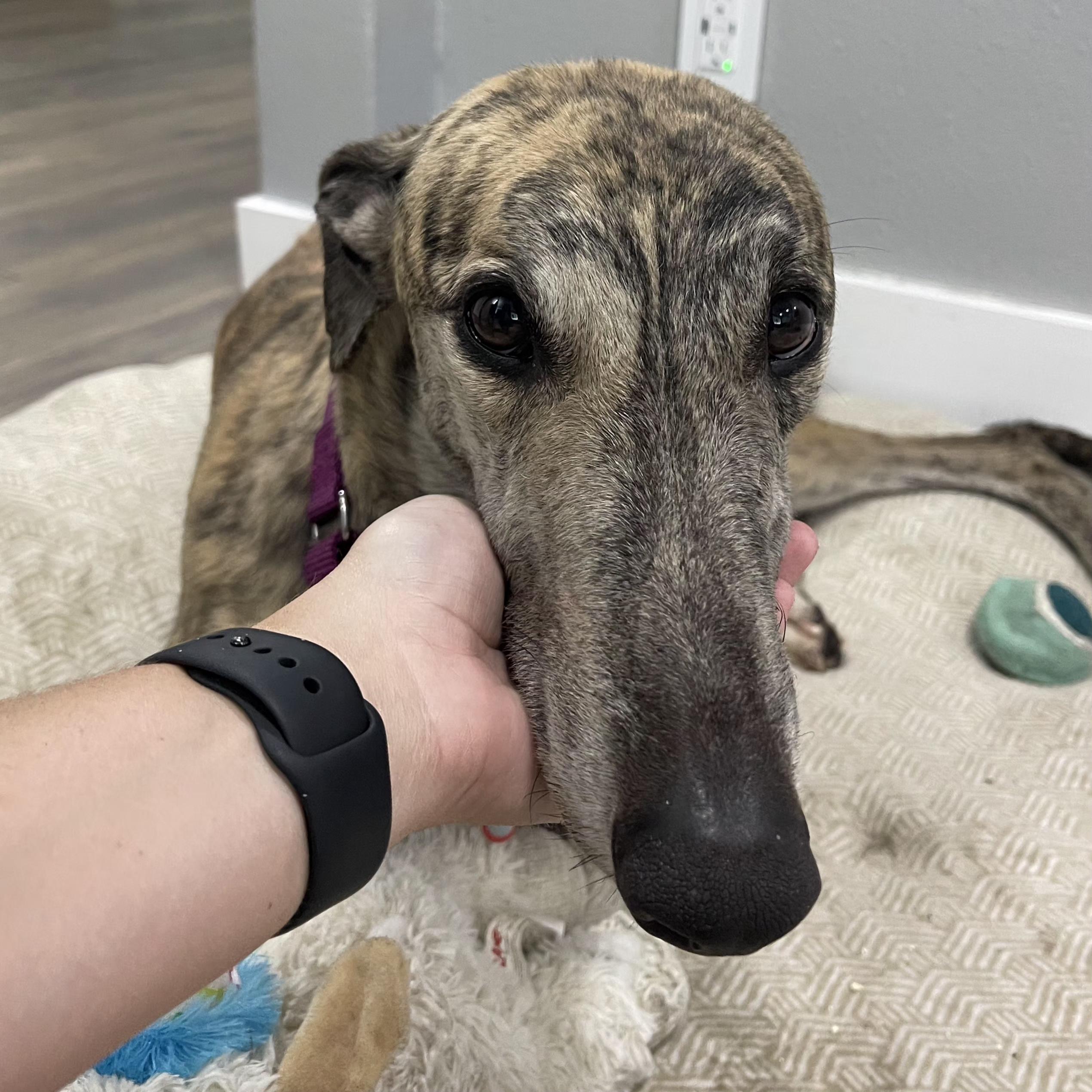 Need To Not (Hunter), a Adoptable Greyhound in Tarpon Springs, FL image 6/6