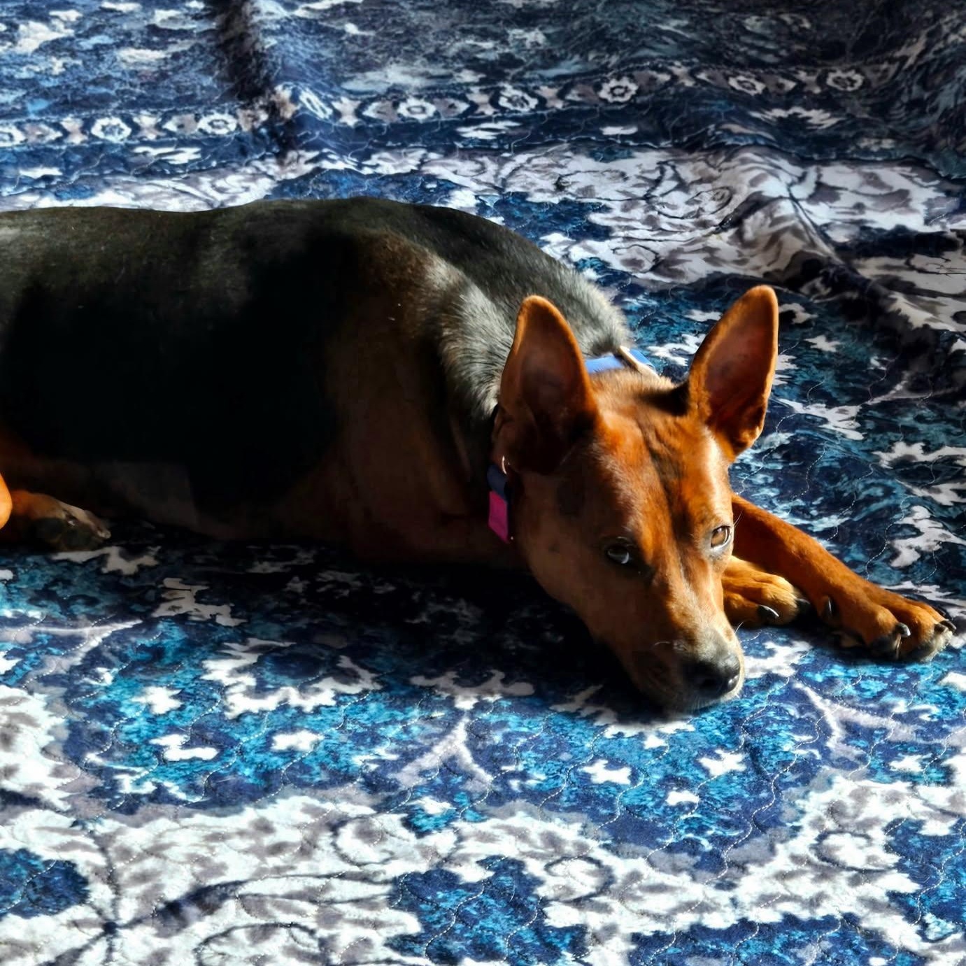 Enlarge Piper, a Adoptable mixed breed in Kingston, NY image 4/4