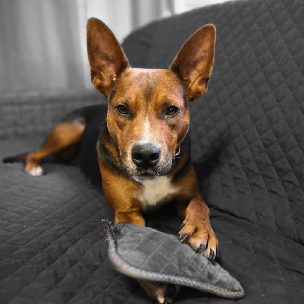 Enlarge Piper, a Adoptable mixed breed in Kingston, NY image 1/4