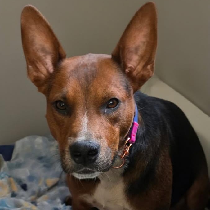 Enlarge Piper, a Adoptable mixed breed in Kingston, NY image 3/4