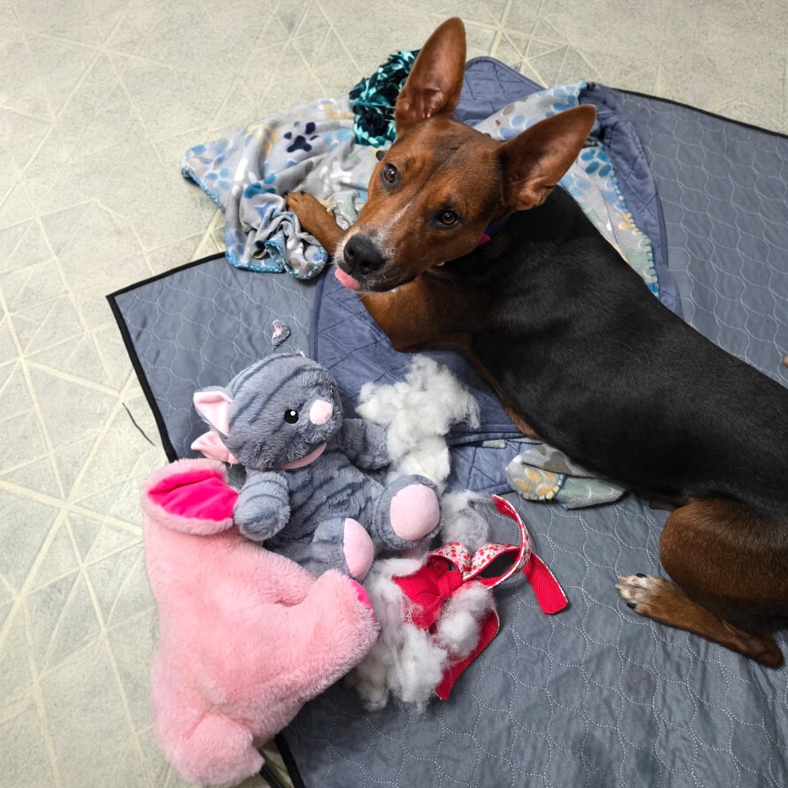 Enlarge Piper, a Adoptable mixed breed in Kingston, NY image 2/4