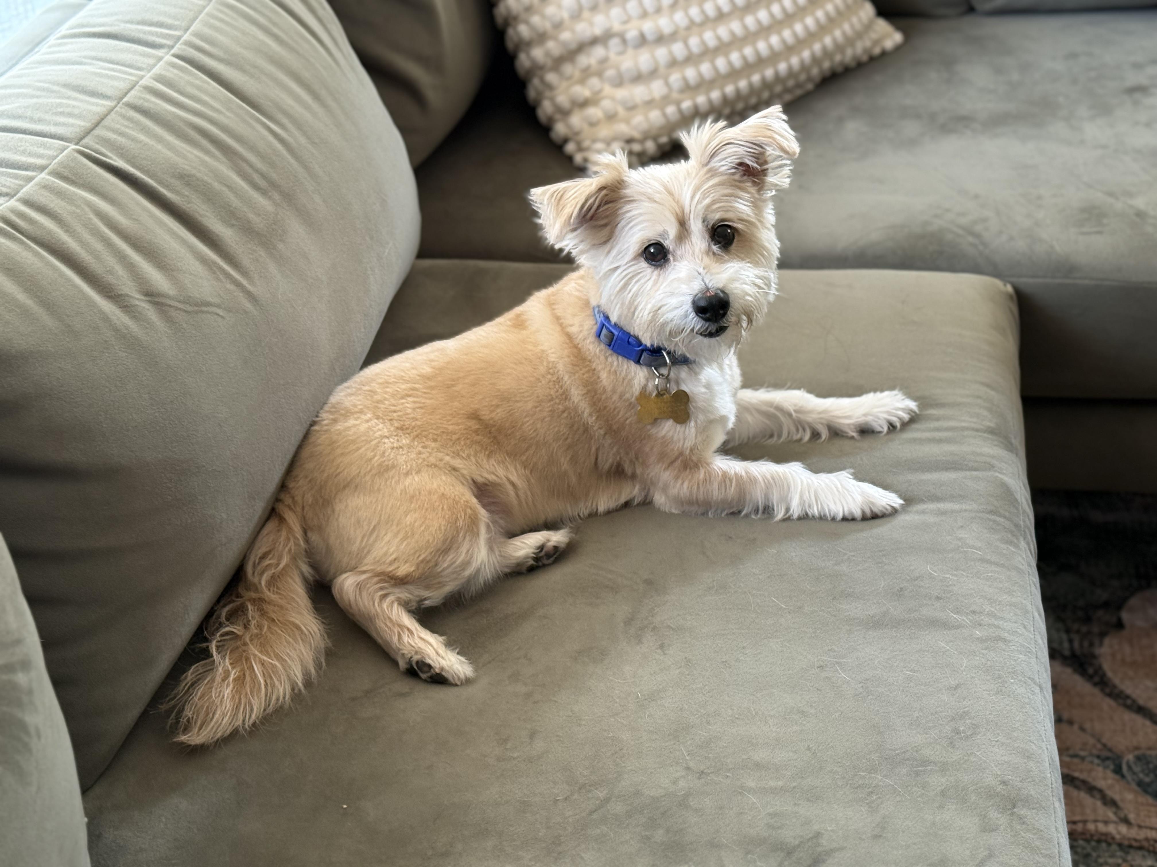 Wyatt, Adopted, Senior Male Terrier.