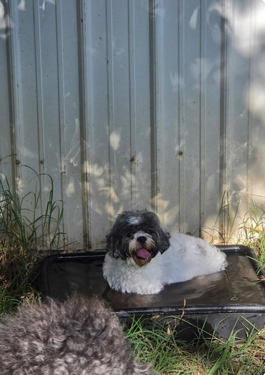 Chloe, a Adopted mixed breed in Prague, OK image 1/3