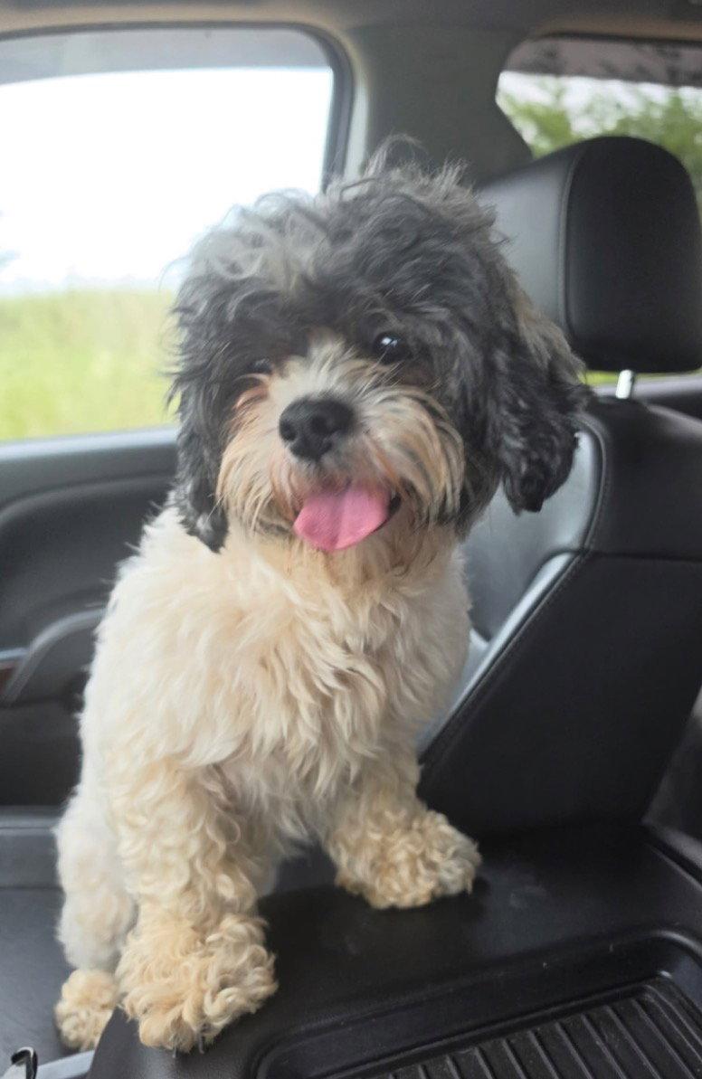 Chloe, a Adopted mixed breed in Prague, OK image 2/3