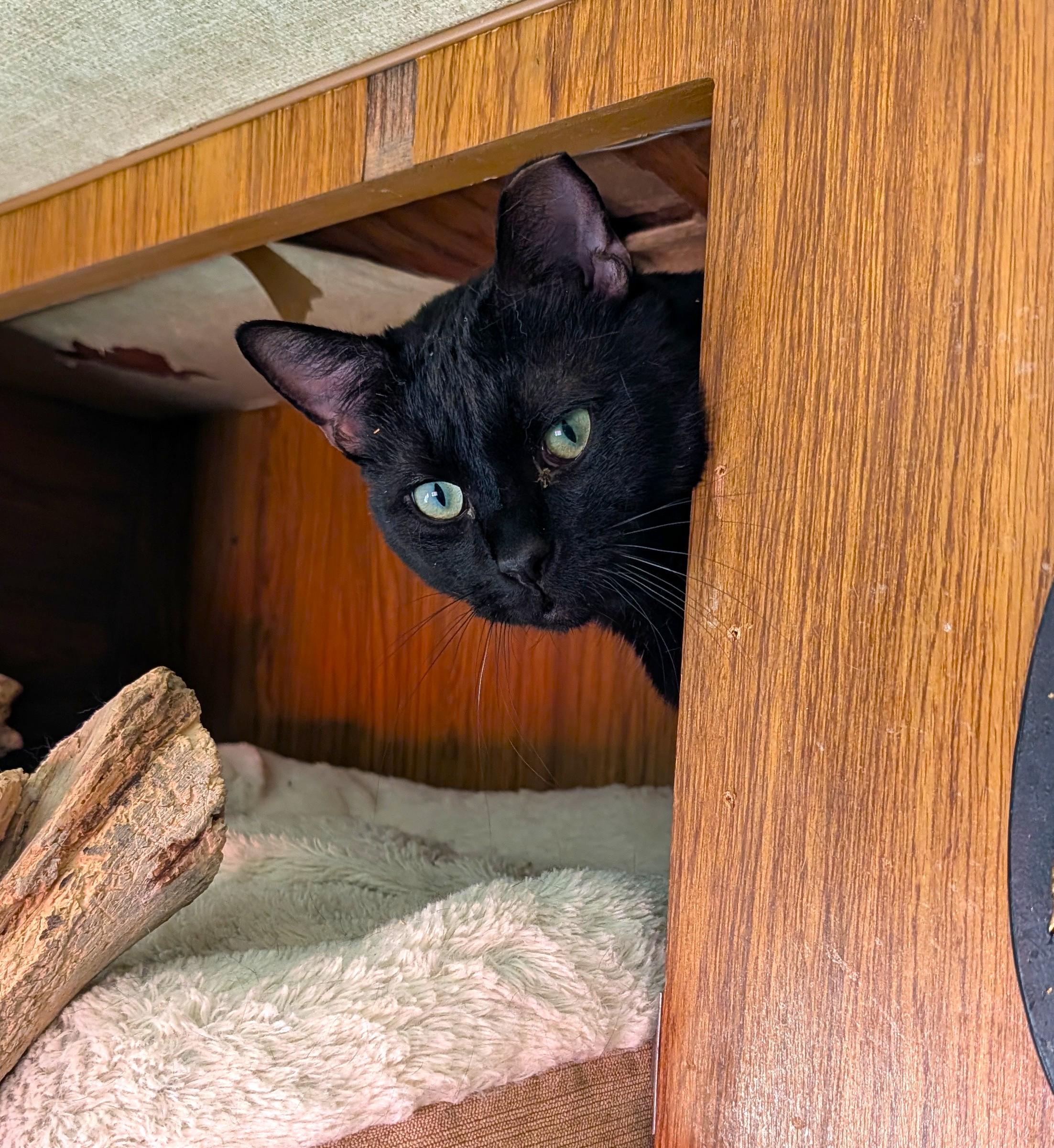Mackie, a ADOPTABLE Domestic Short Hair in Washoe Valley, NV image 4/5