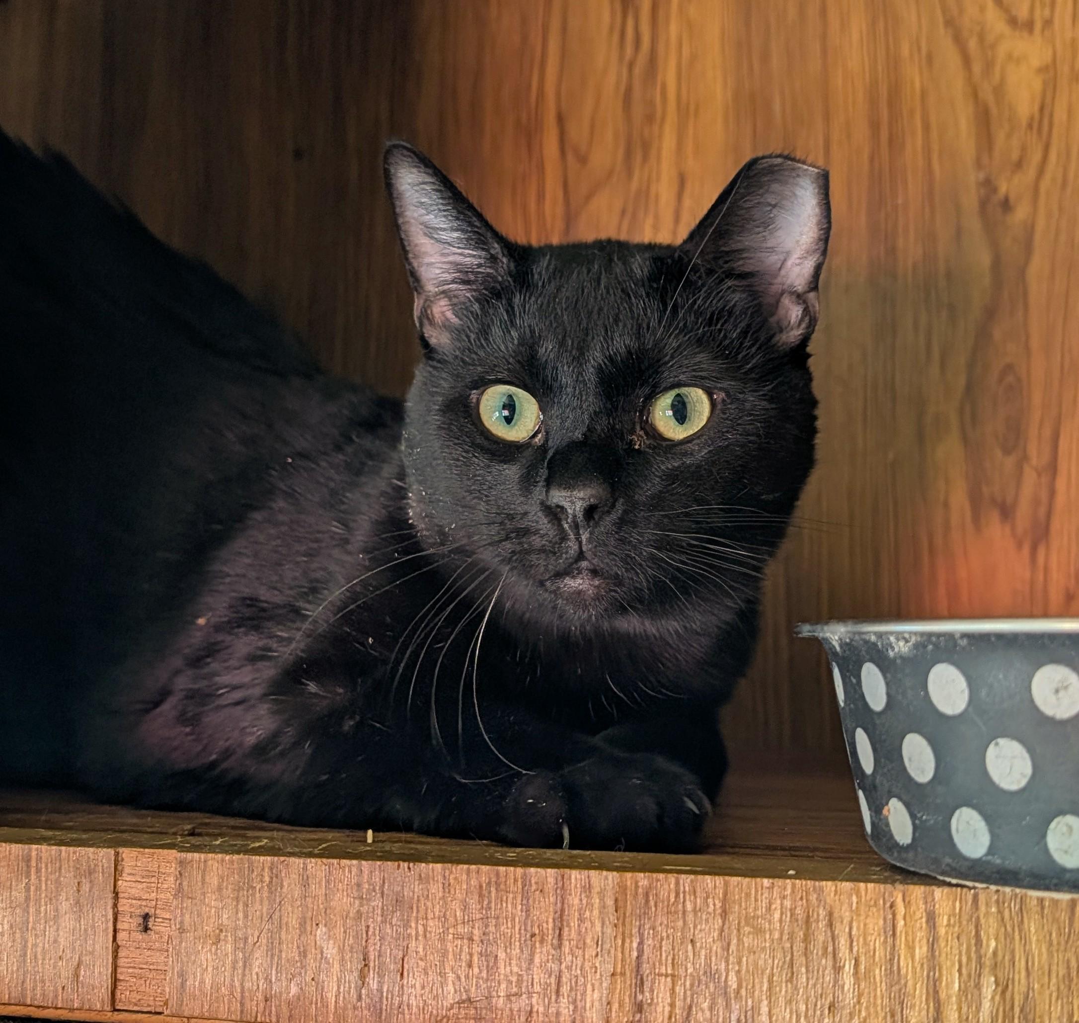 Mackie, ADOPTABLE, Young Male Domestic Short Hair.