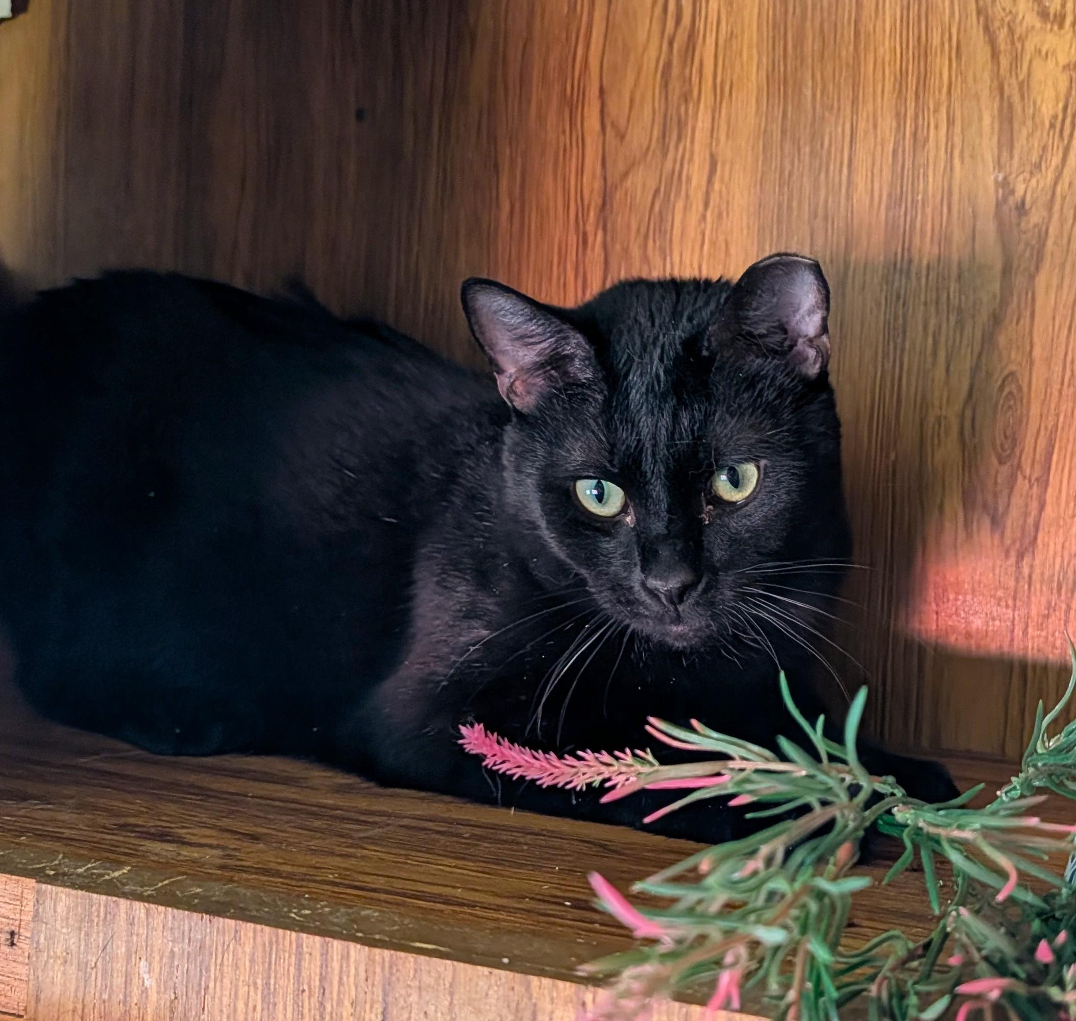 Mackie, a ADOPTABLE Domestic Short Hair in Washoe Valley, NV image 2/5