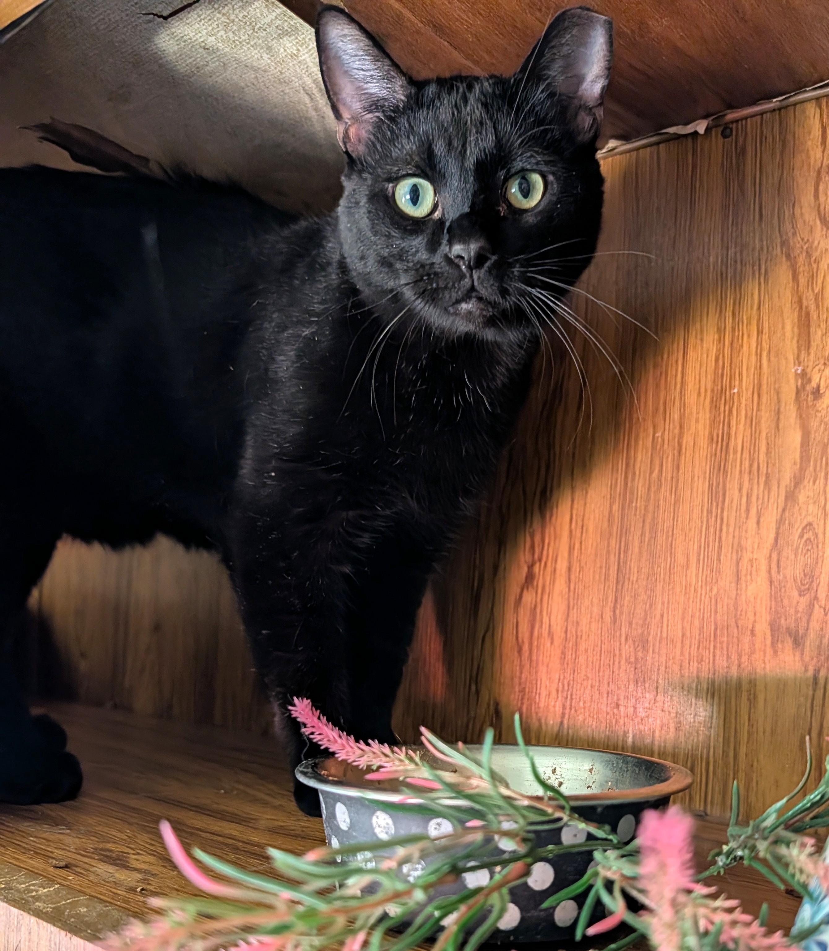Mackie, a ADOPTABLE Domestic Short Hair in Washoe Valley, NV image 5/5