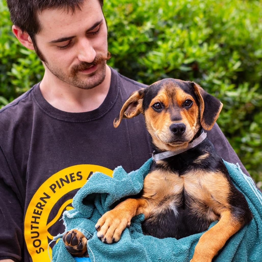 Baxter, Adoptable, Puppy Male Cattle Dog & Labrador Retriever.