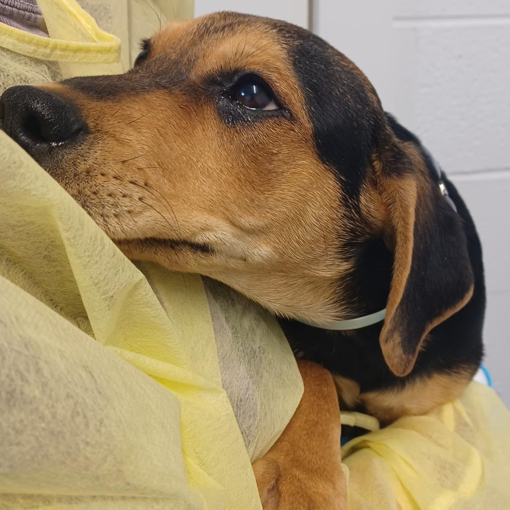 Enlarge Baxter, a Adoptable mixed breed in Hattiesburg, MS image 2/2