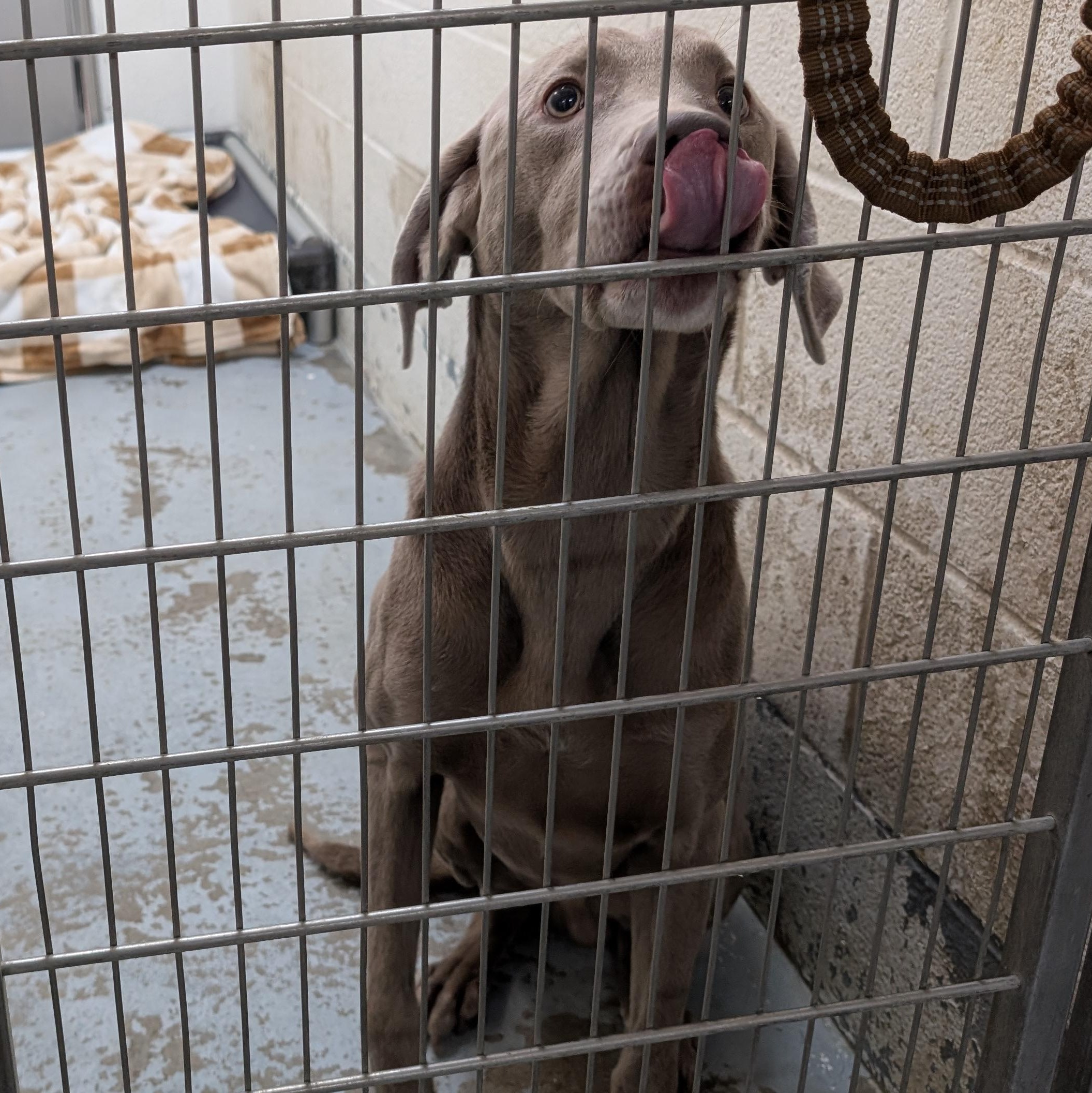 188362 Miles LOOKING FOR OWNER, ADOPTABLE, Adult Male Weimaraner.
