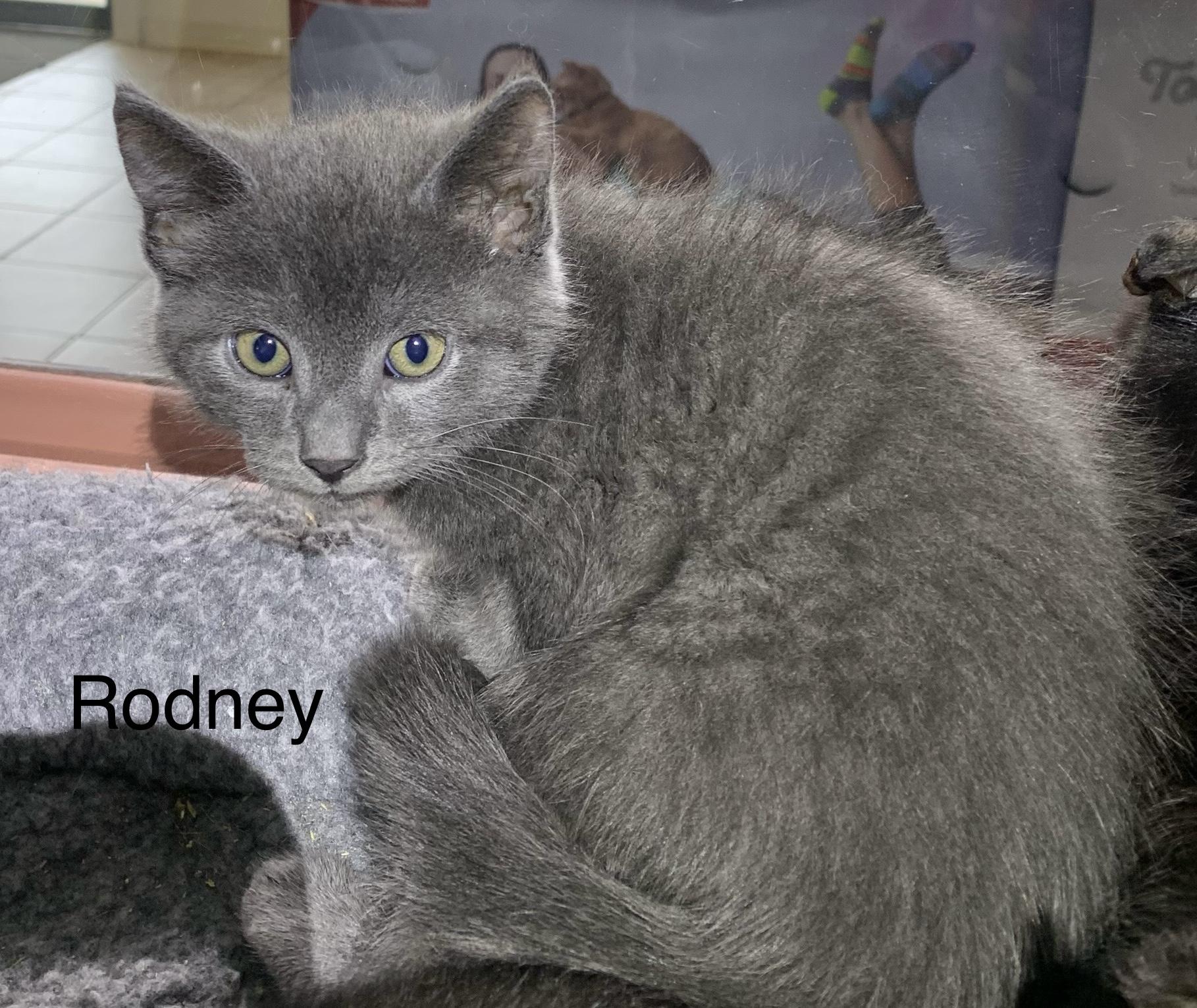 Rodney, ADOPTABLE, Kitten Male Domestic Short Hair.