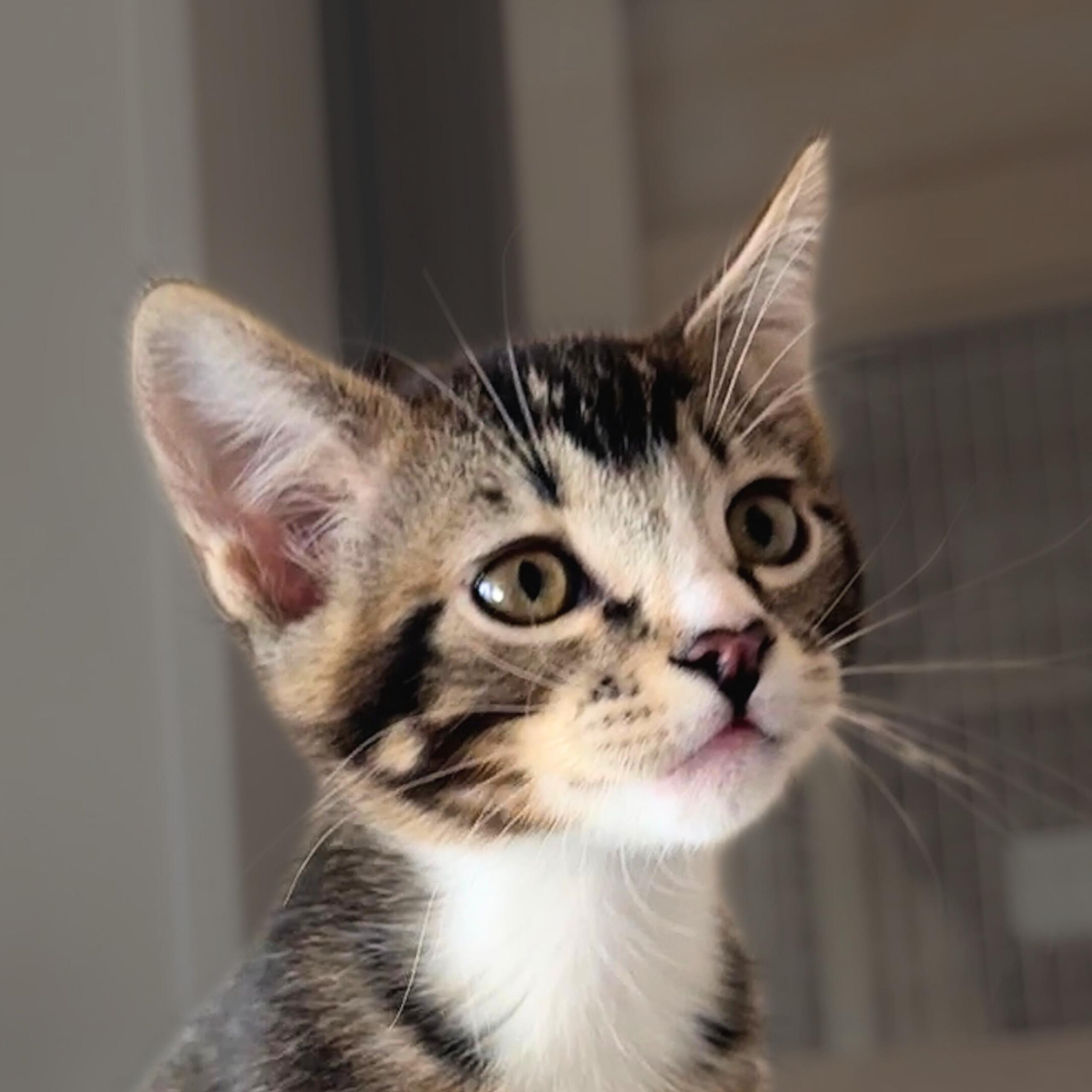 Pegasus, Adopted, Kitten Male Domestic Short Hair.