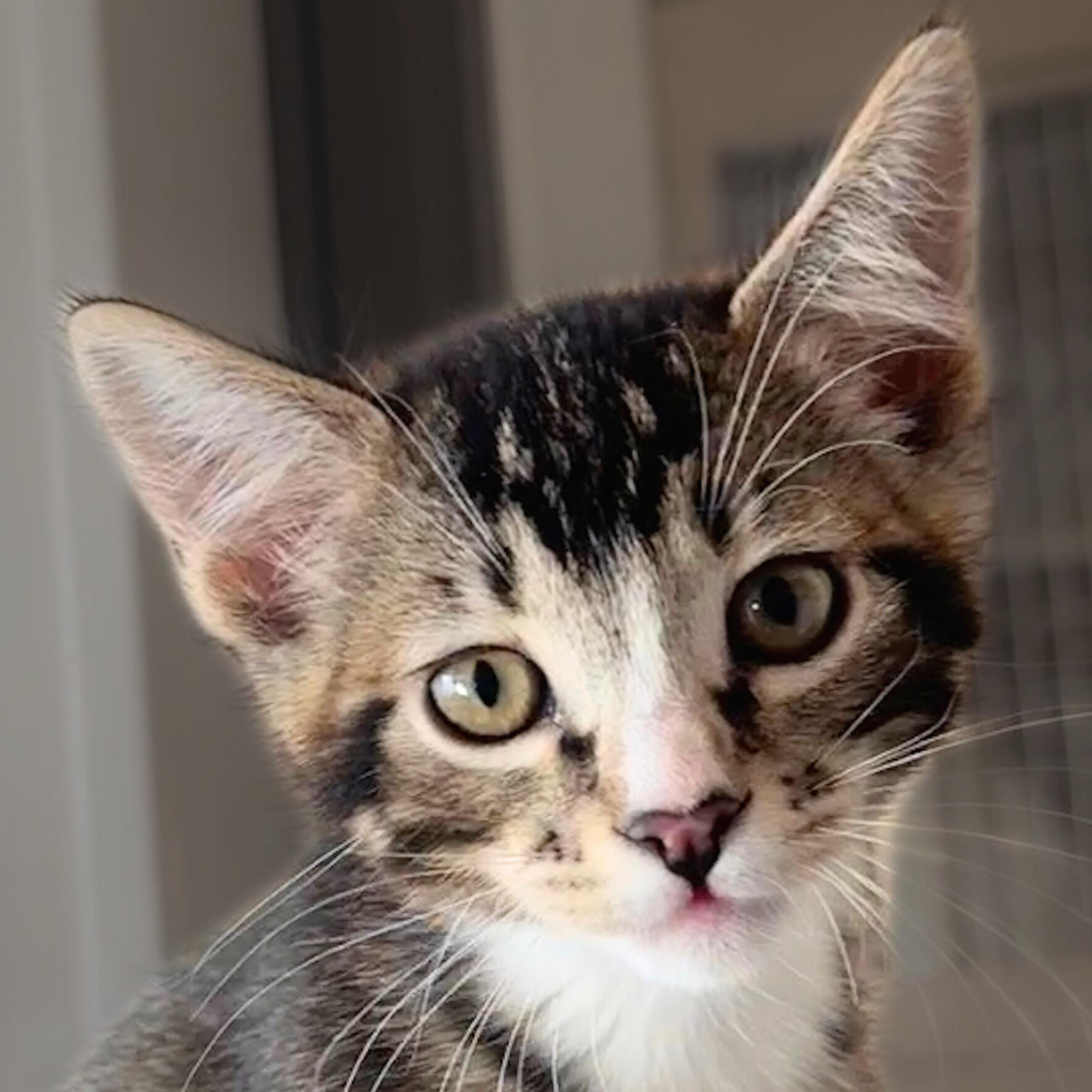 Enlarge Pegasus, a Adopted mixed breed in Santa Fe, NM image 2/2