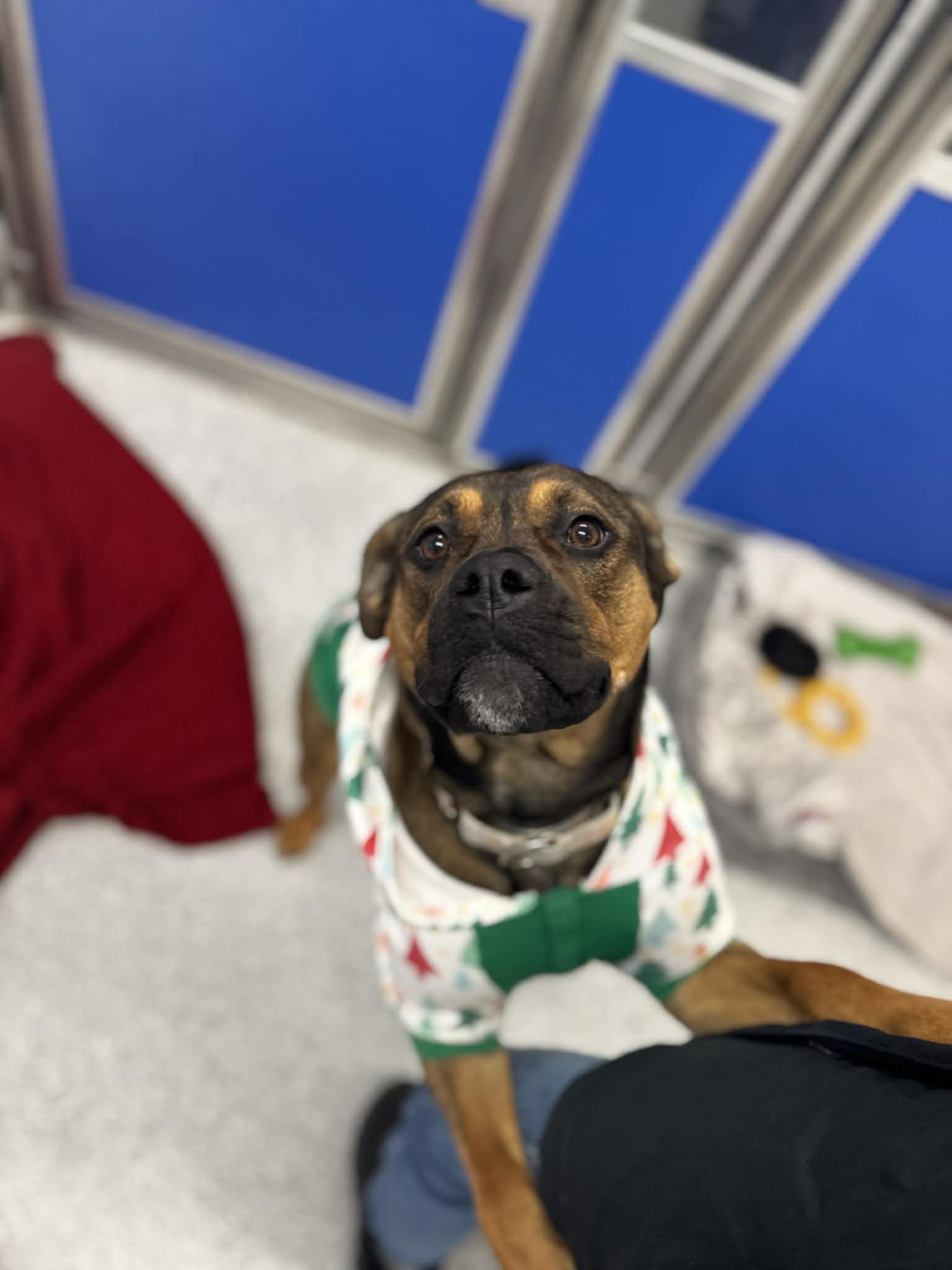 Enlarge Azzy, a Adoptable mixed breed in Cherryfield, ME image 3/5