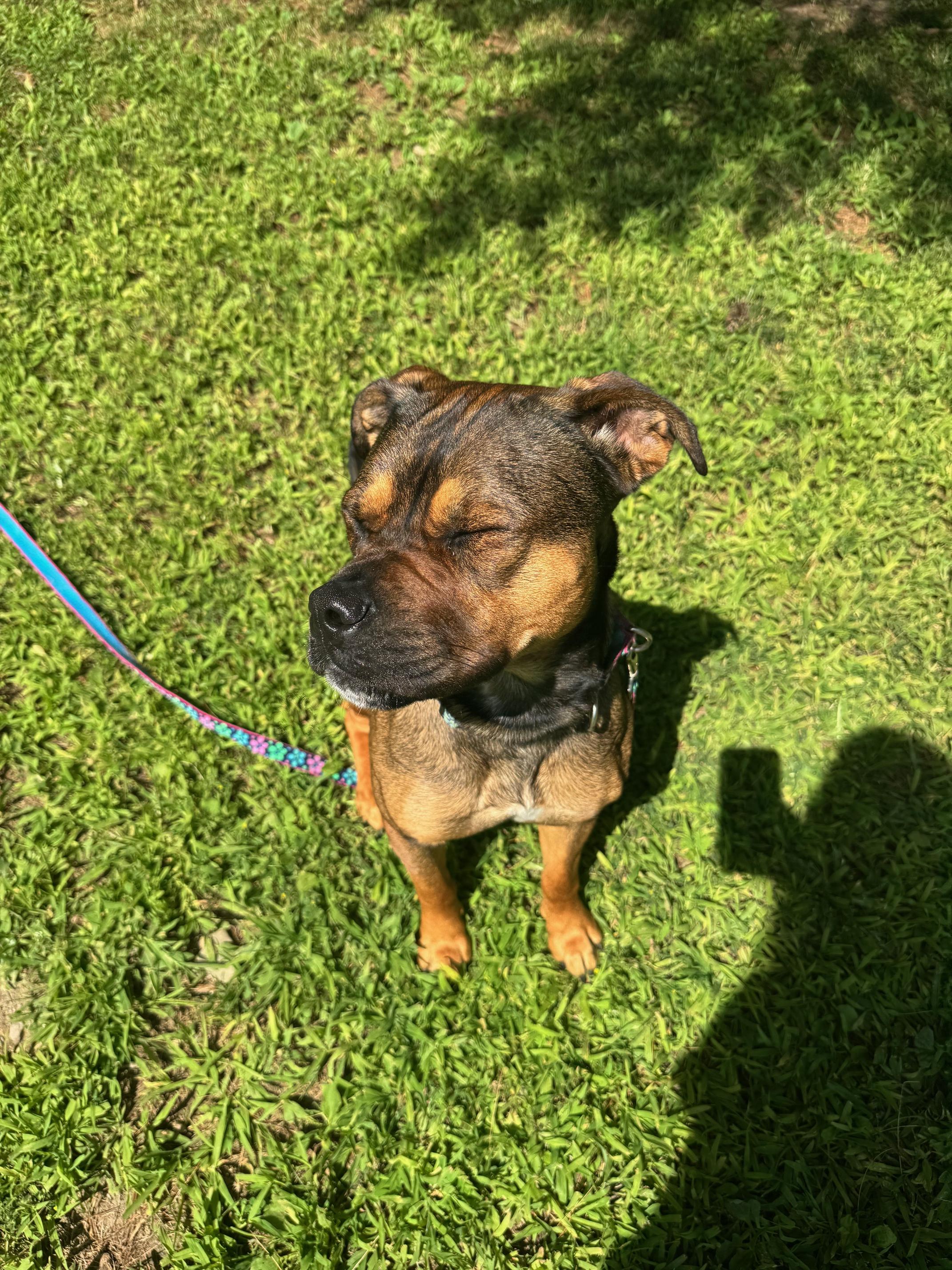 Azzy, an adoptable Rottweiler, Pit Bull Terrier in Cherryfield, ME, 04622 | Photo Image 5