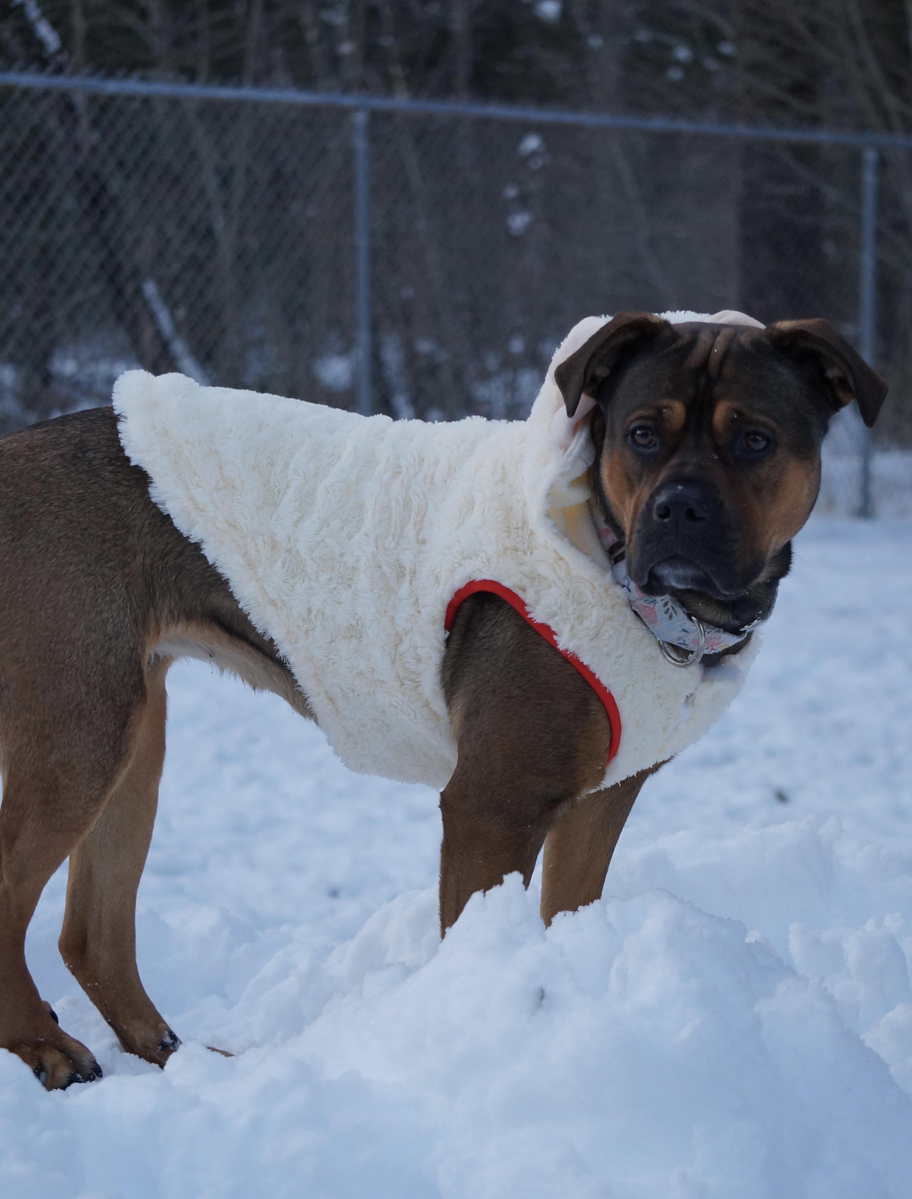 Azzy, a Adoptable mixed breed in Cherryfield, ME image 4/6
