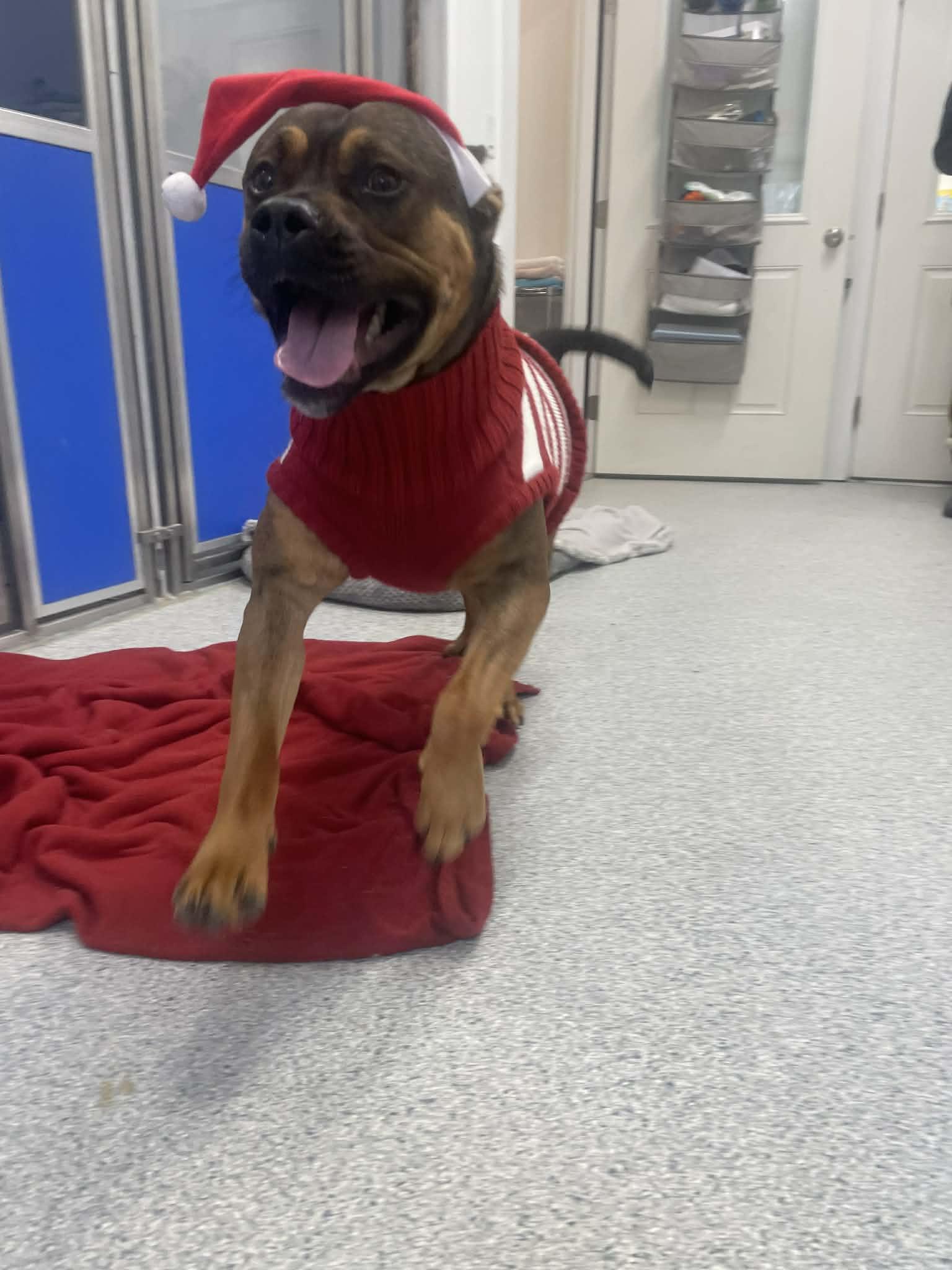 Azzy, Adoptable, Adult Female Rottweiler & Pit Bull Terrier.