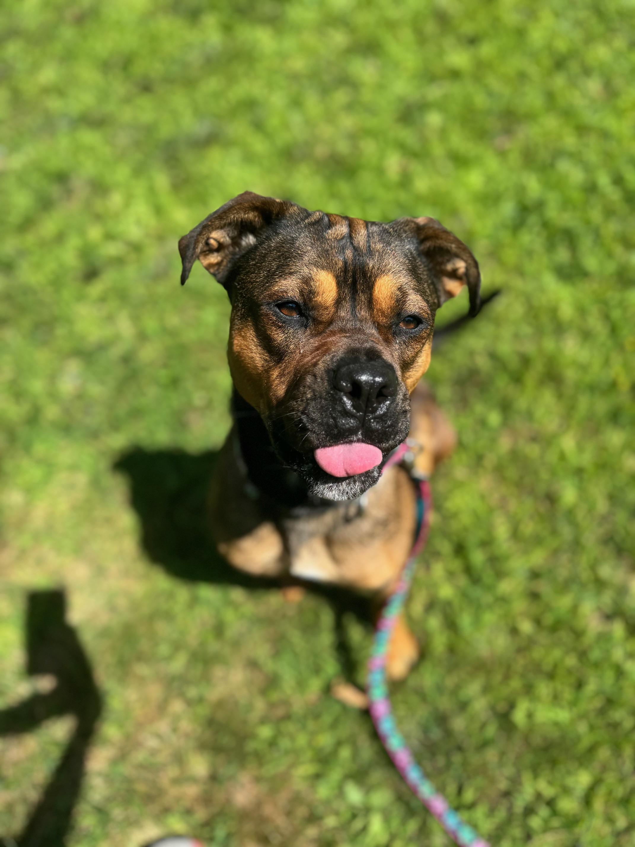 Azzy, a Adoptable mixed breed in Cherryfield, ME image 2/5