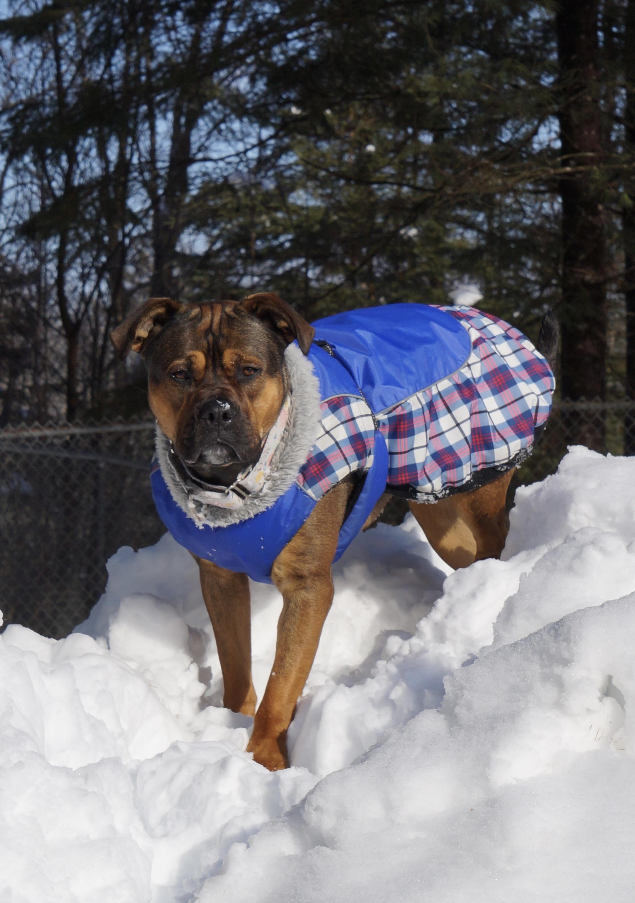 Azzy, a Adoptable mixed breed in Cherryfield, ME image 1/6