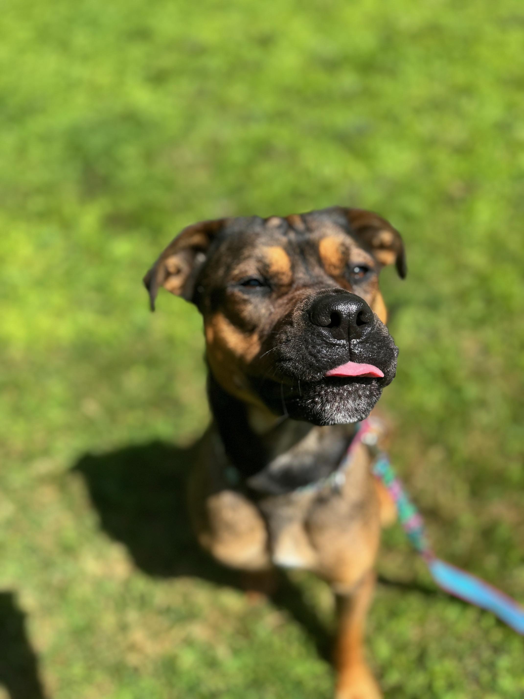Azzy, an adoptable Rottweiler, Pit Bull Terrier in Cherryfield, ME, 04622 | Photo Image 2