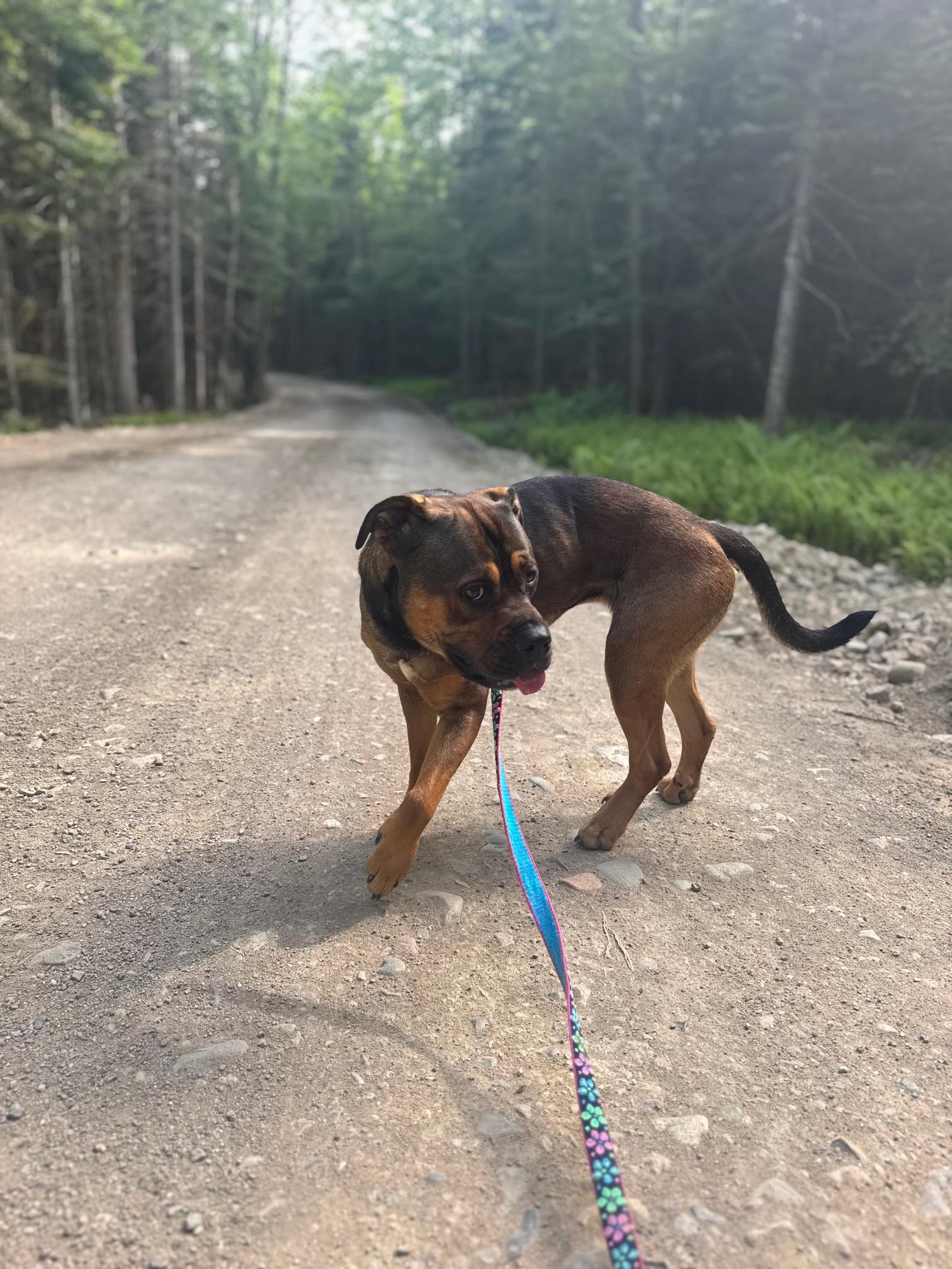 Azzy, a Adoptable mixed breed in Cherryfield, ME image 4/5