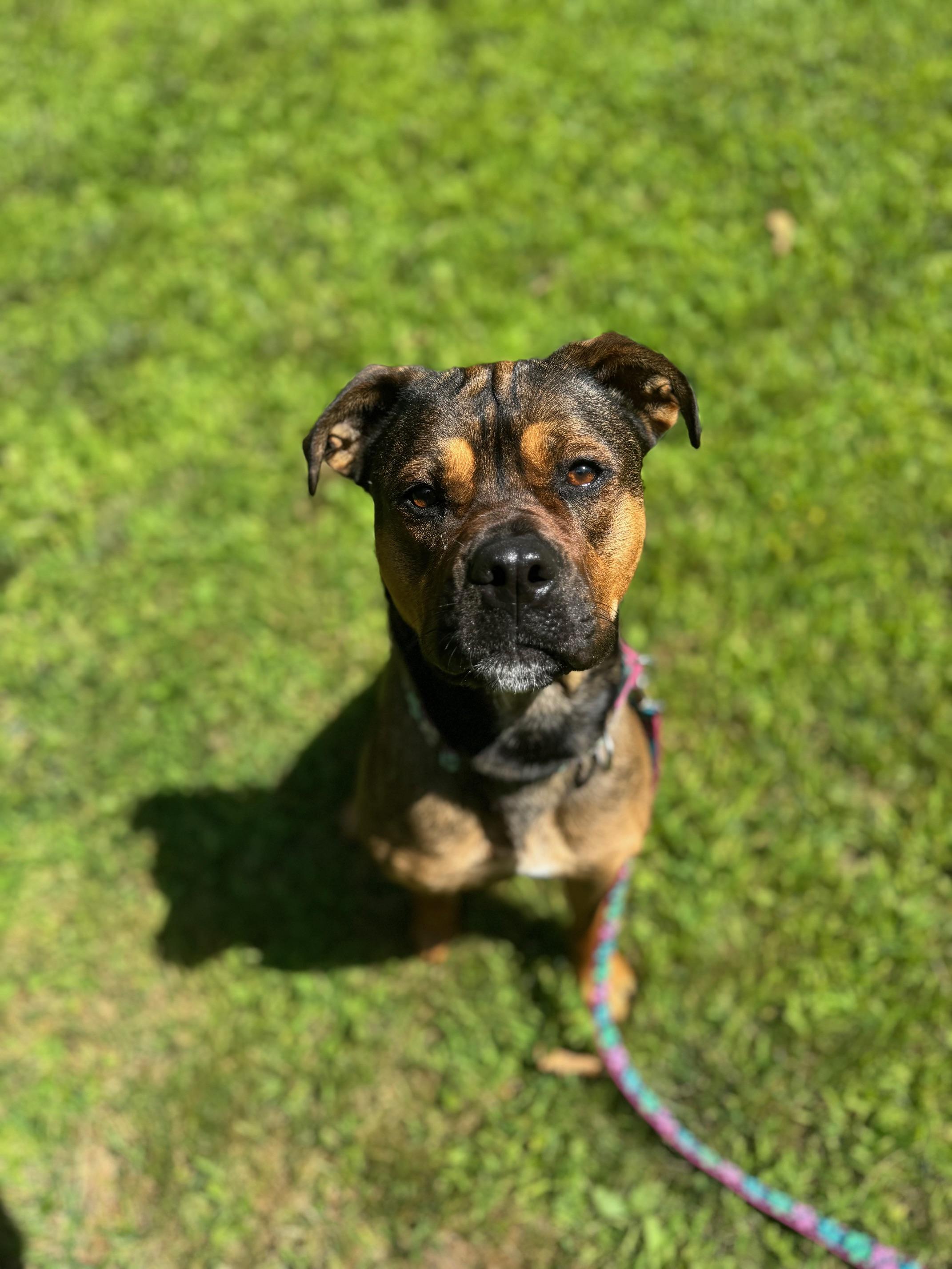 Azzy, an adoptable Rottweiler, Pit Bull Terrier in Cherryfield, ME, 04622 | Photo Image 3