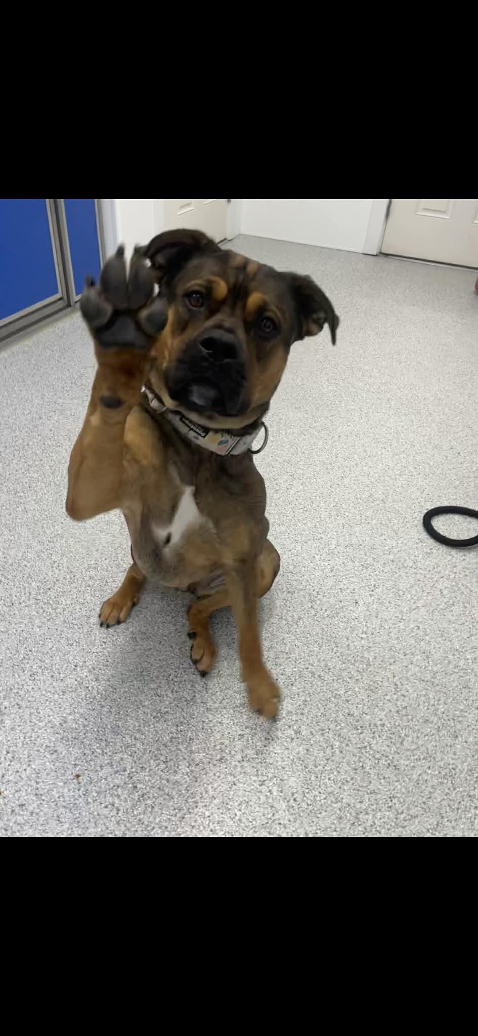 Enlarge Azzy, a Adoptable mixed breed in Cherryfield, ME image 2/5