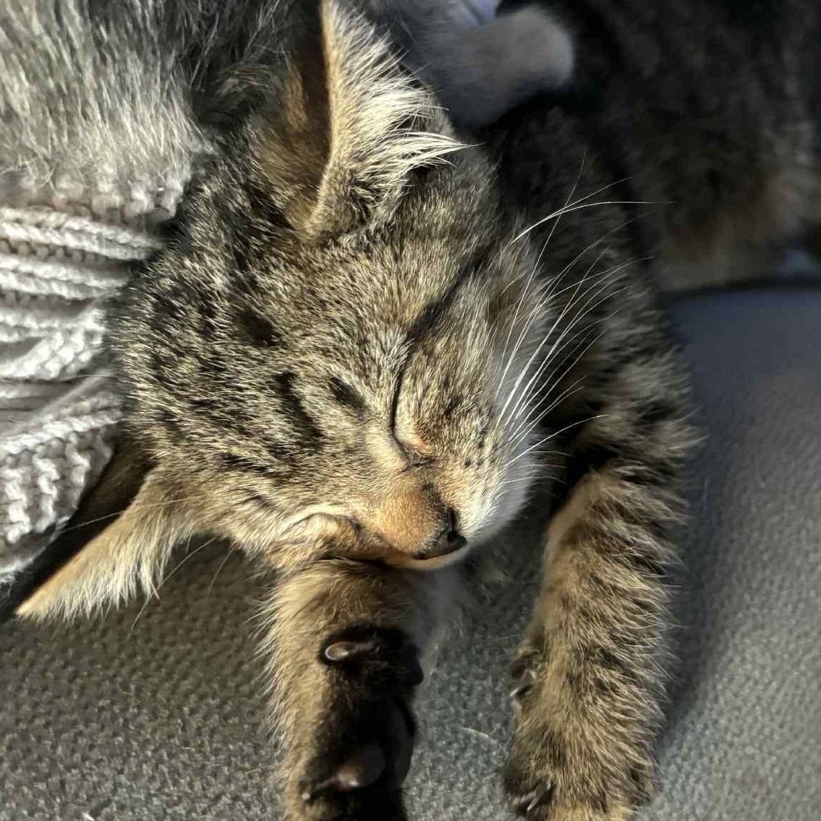 Pedro - in foster home