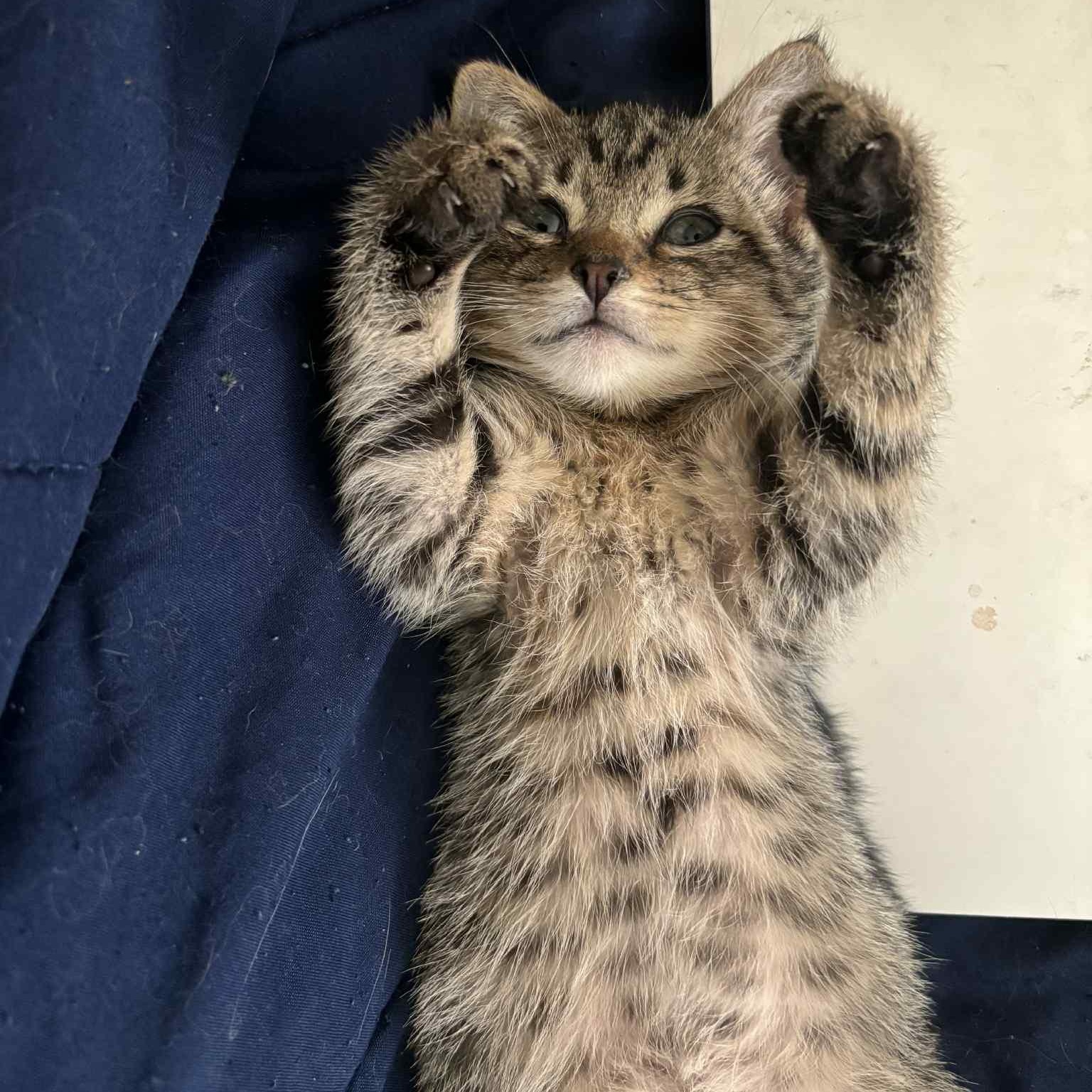Pedro - in foster home