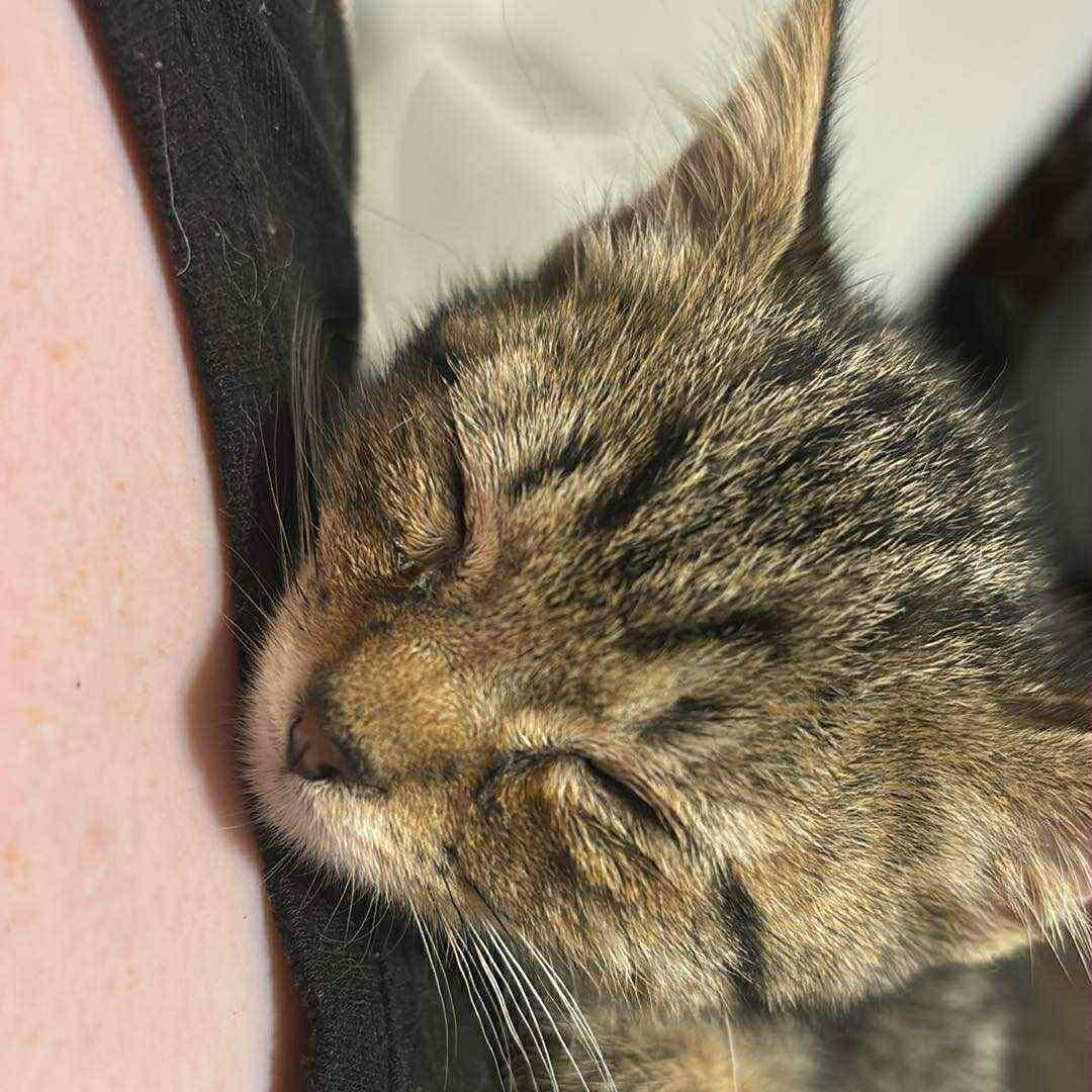 Pedro - in foster home