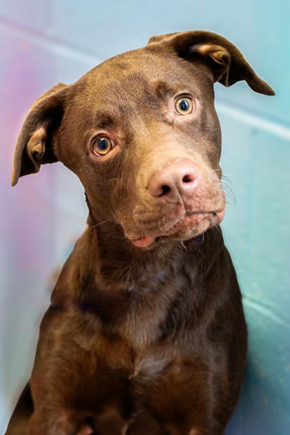 Dale, Adoptable, Young Male Labrador Retriever & Mixed Breed.