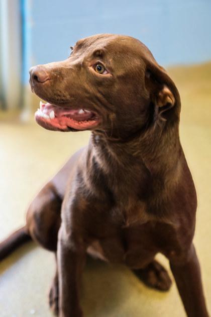 Dale, Adoptable, Young Male Labrador Retriever & Mixed Breed.